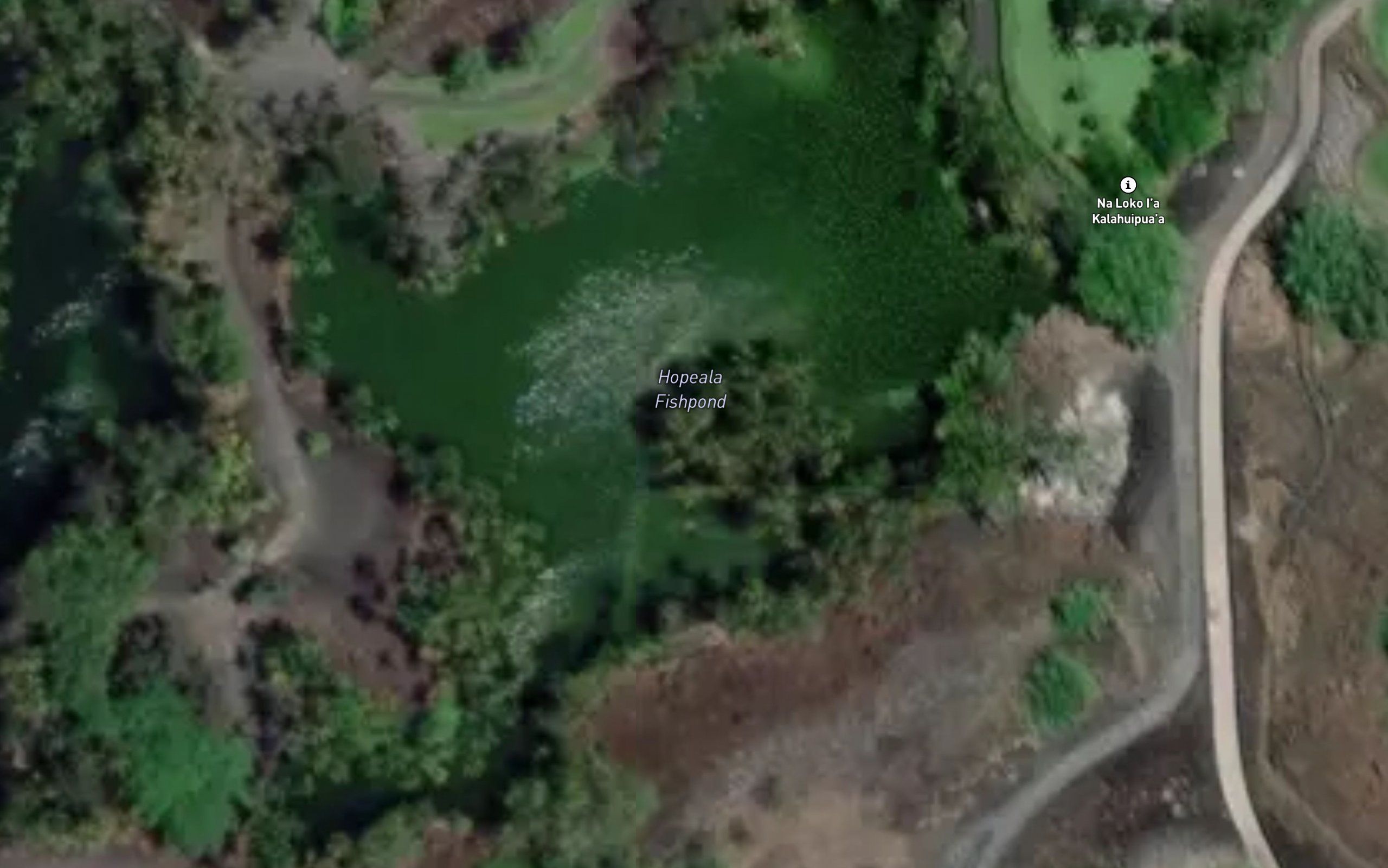 Hopeaia Fishpond