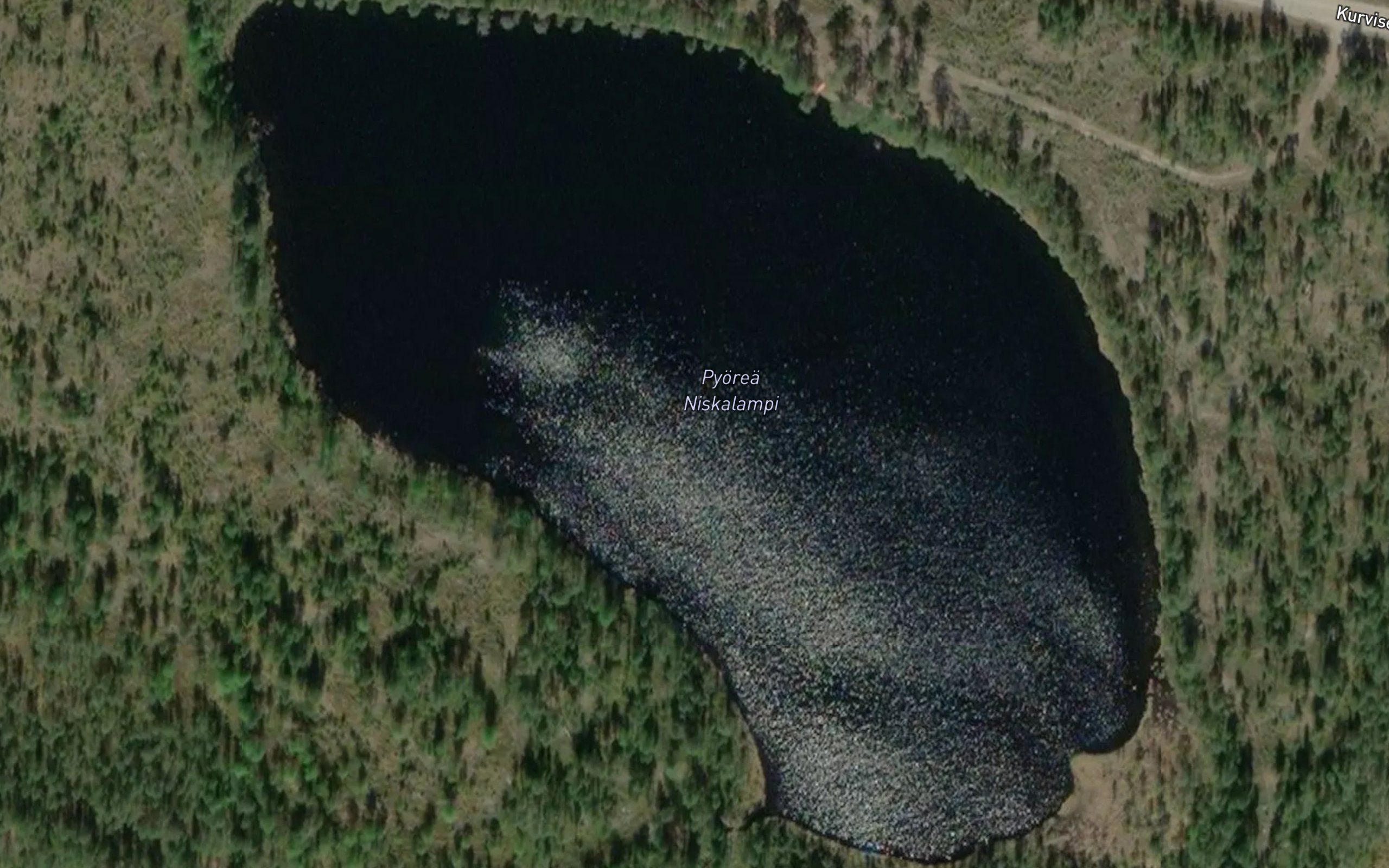 Pyorea Niskalampi