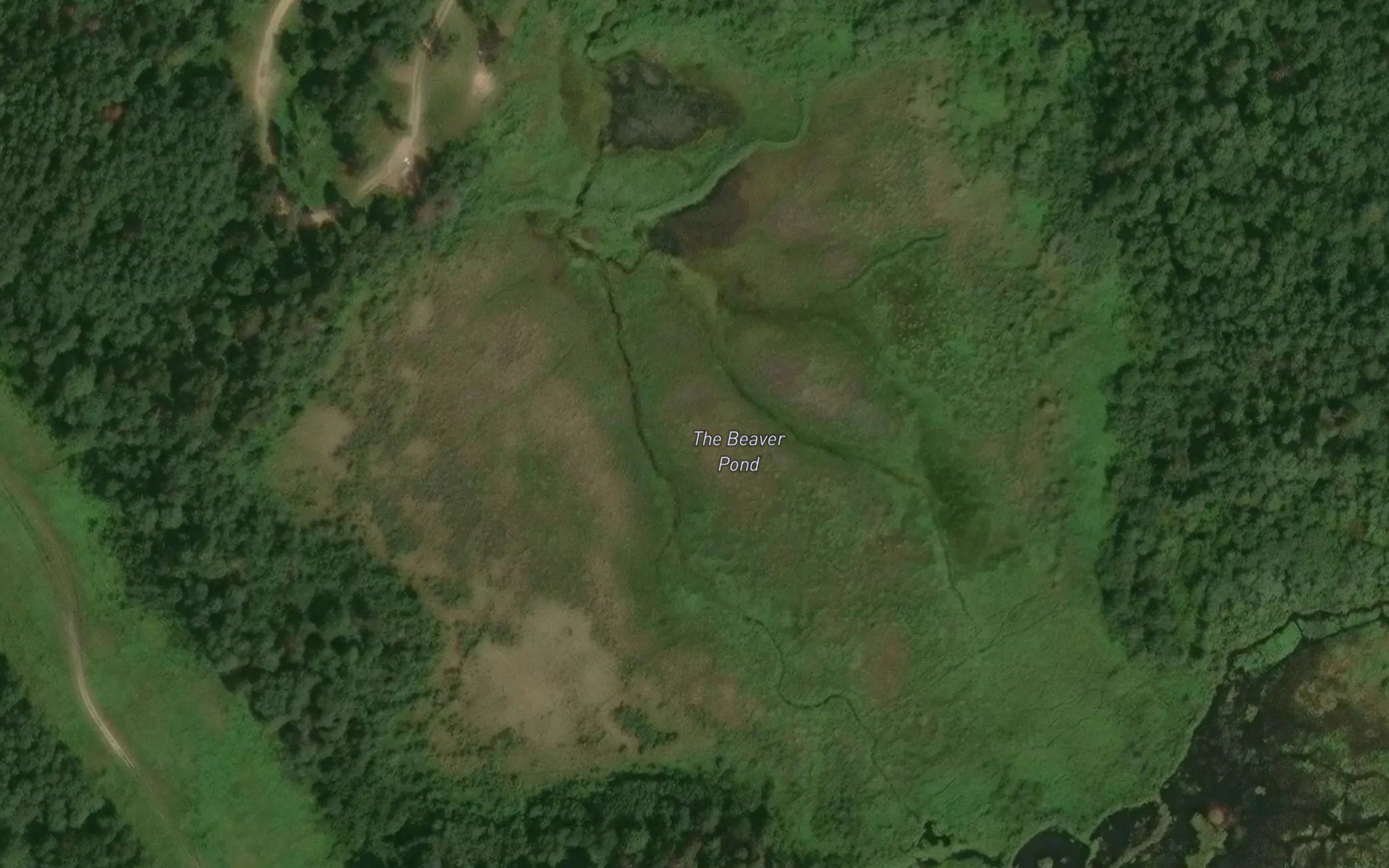 The Beaver Pond