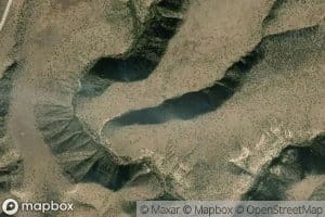 Branding Tree Spring