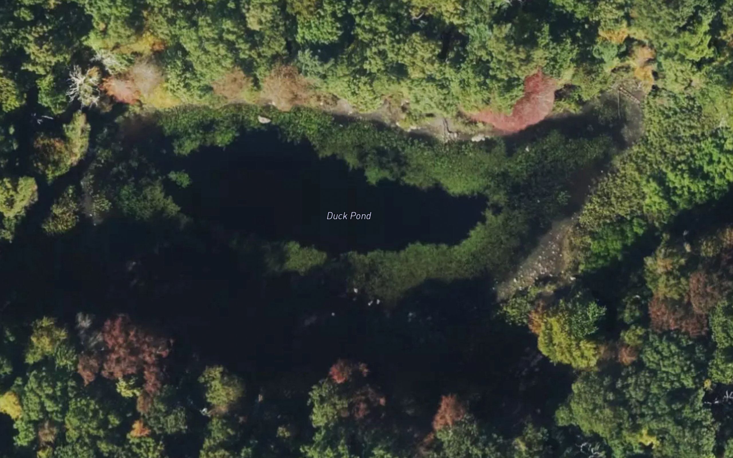 Duck Pond