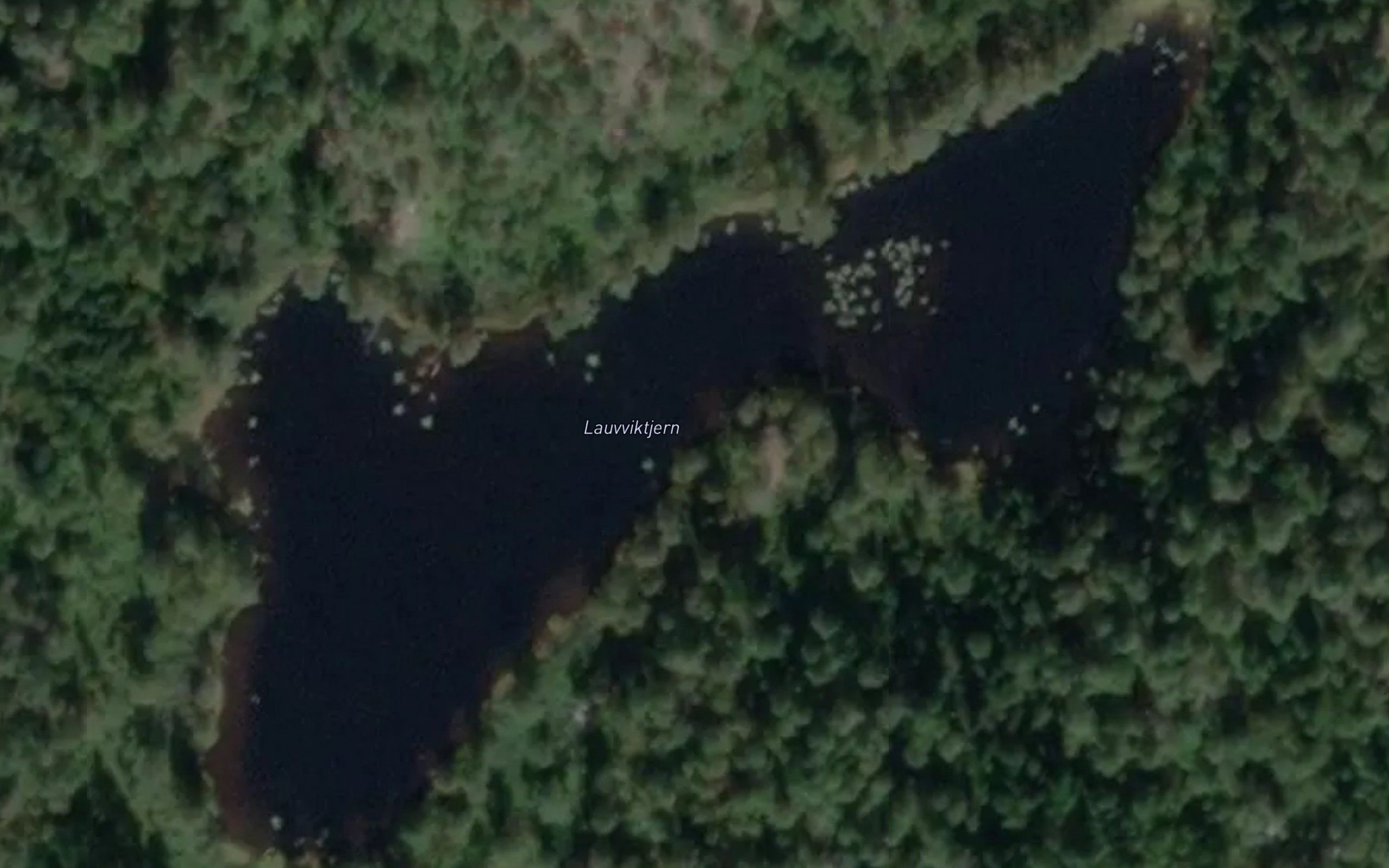 Lauvviktjern