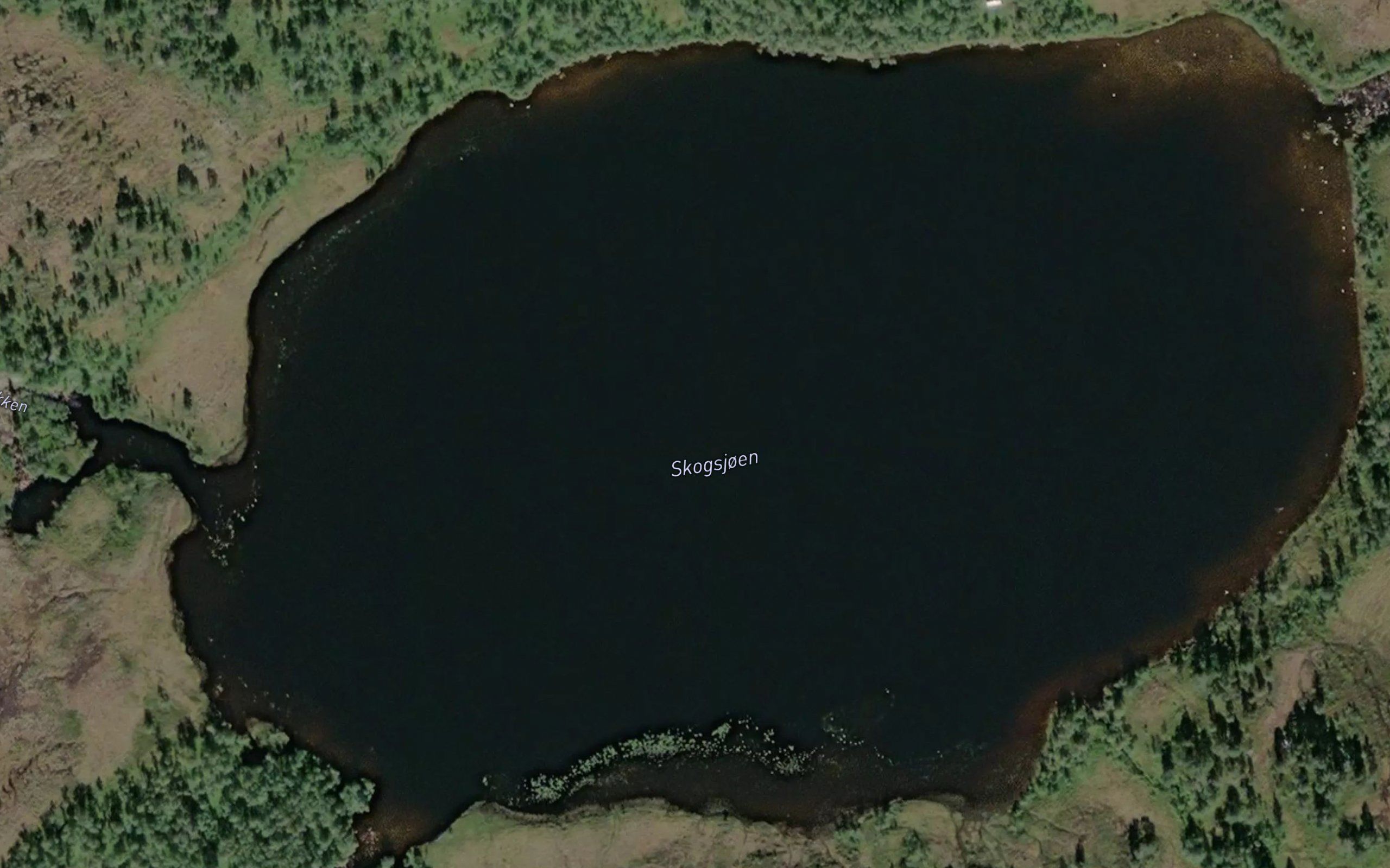 Skogsjoen