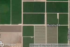 Eucalyptus Lateral Seventeen