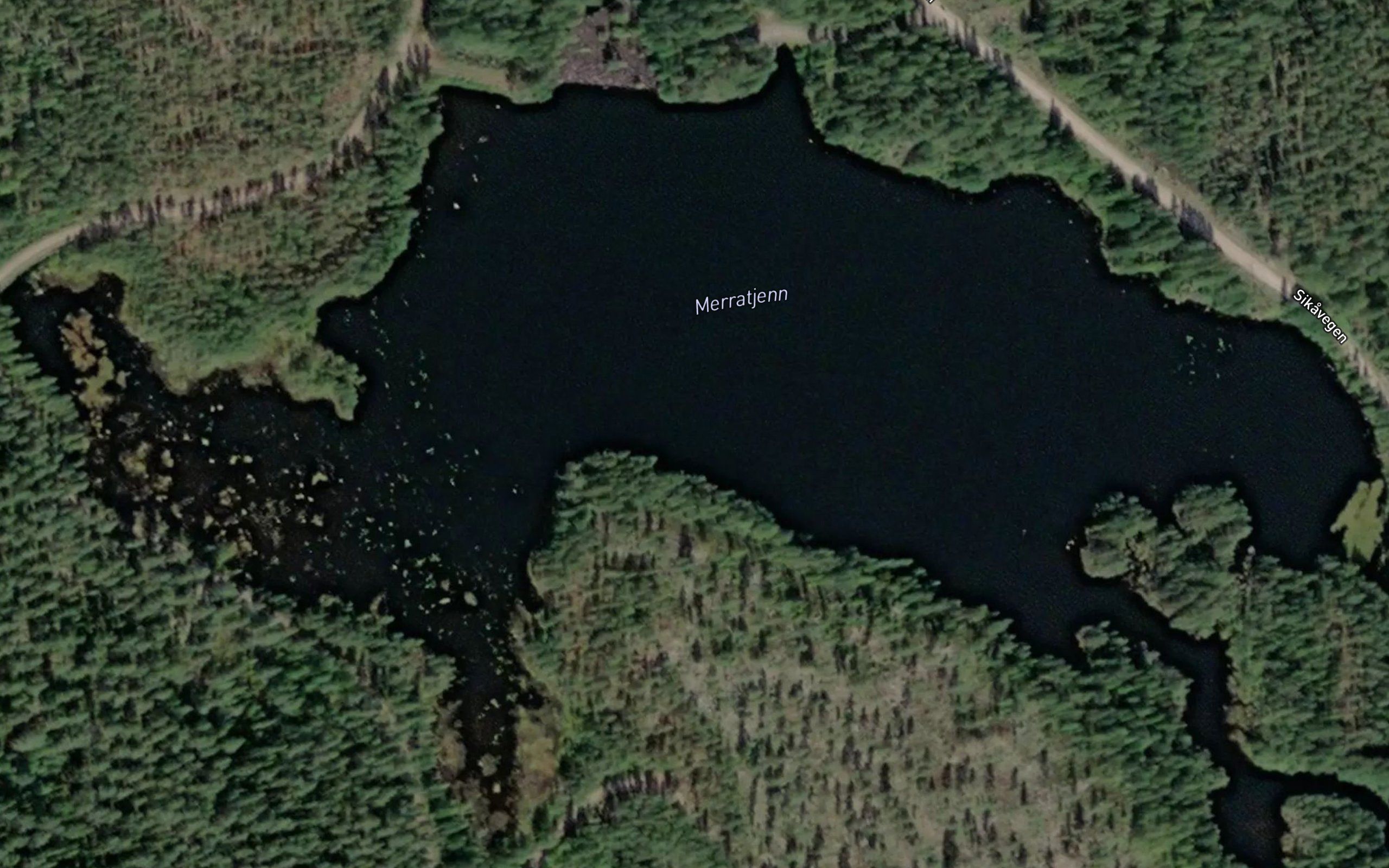 Merratjern