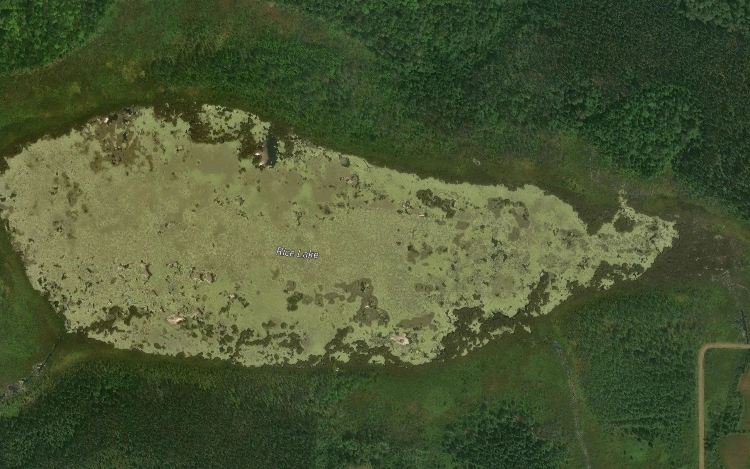 Rice Lake