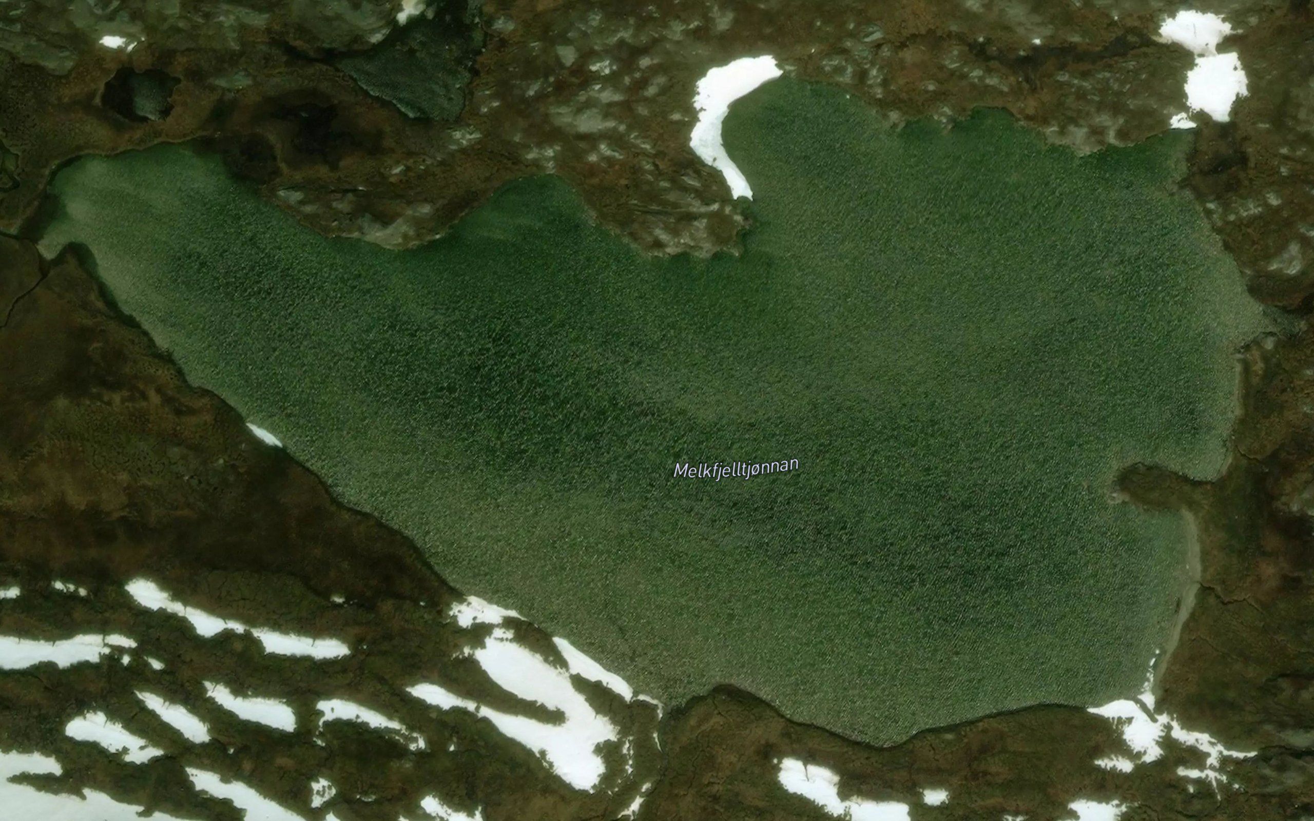 Melkfjelltjornan