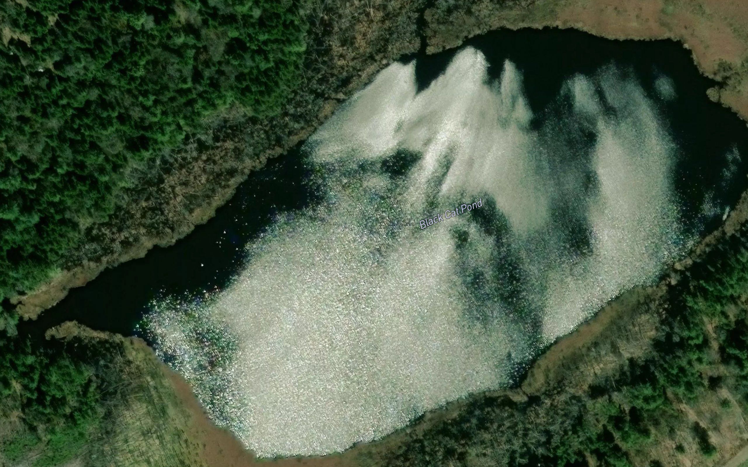 Black Cat Pond