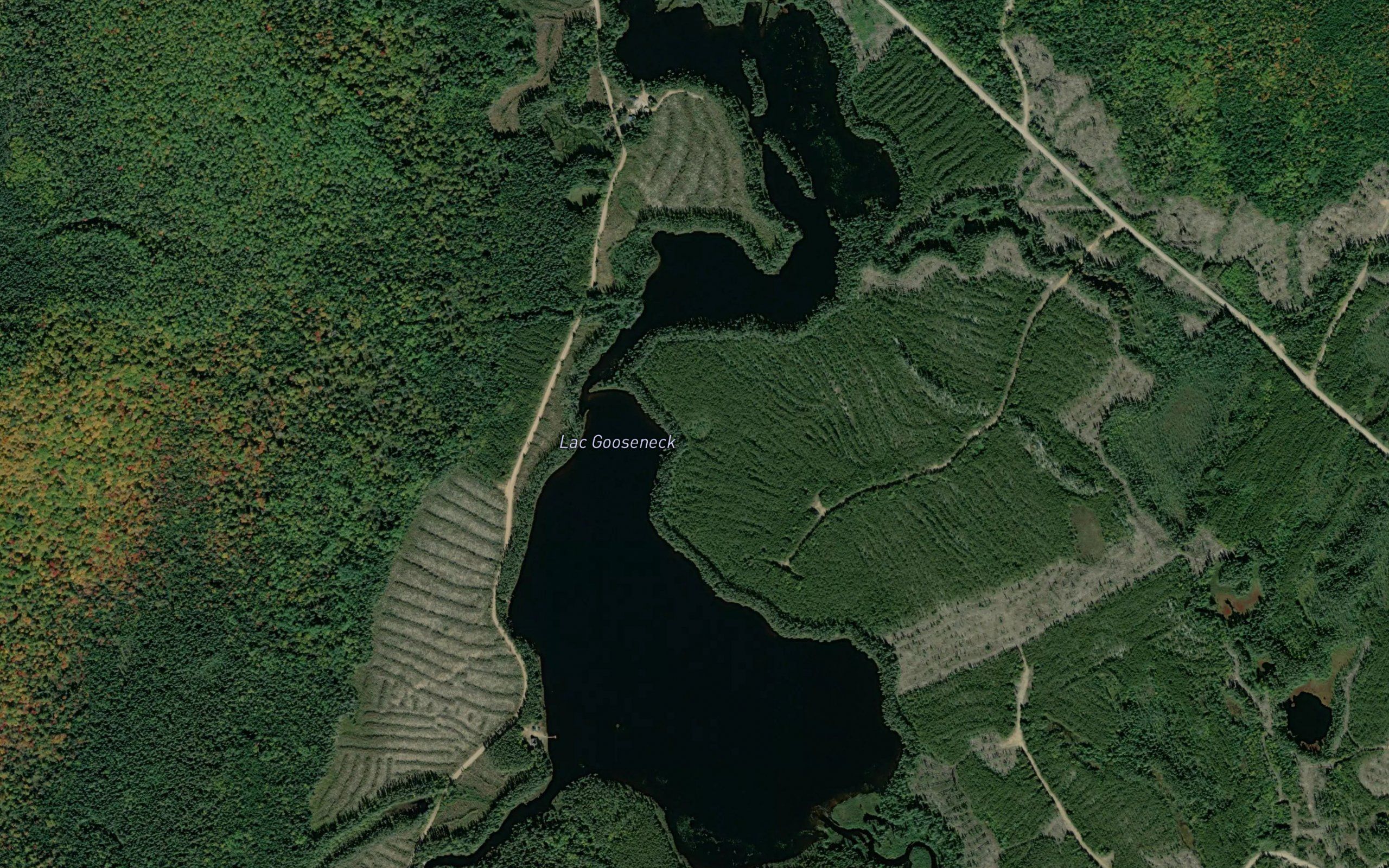 Lac Gooseneck