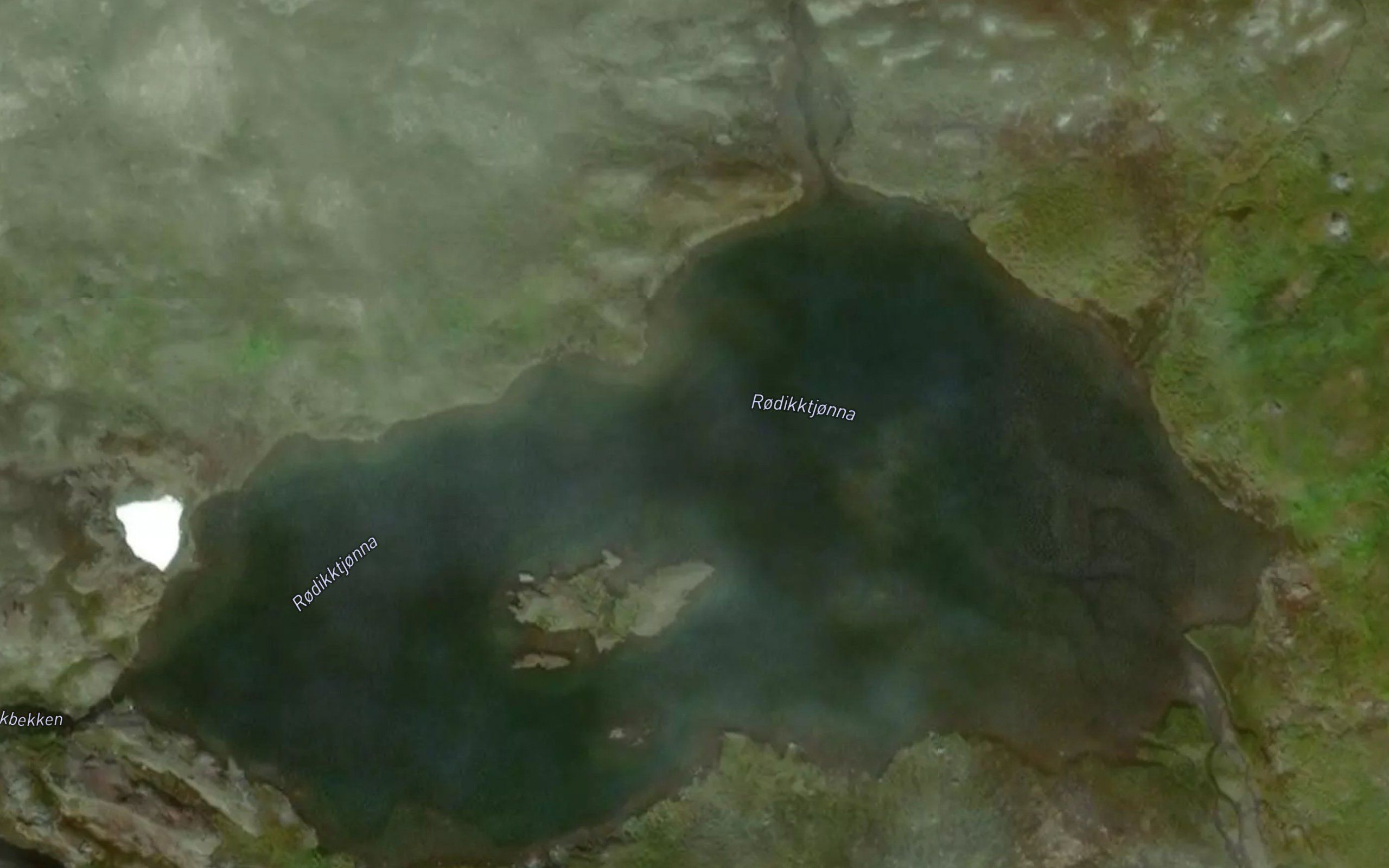 Rodikktjonna