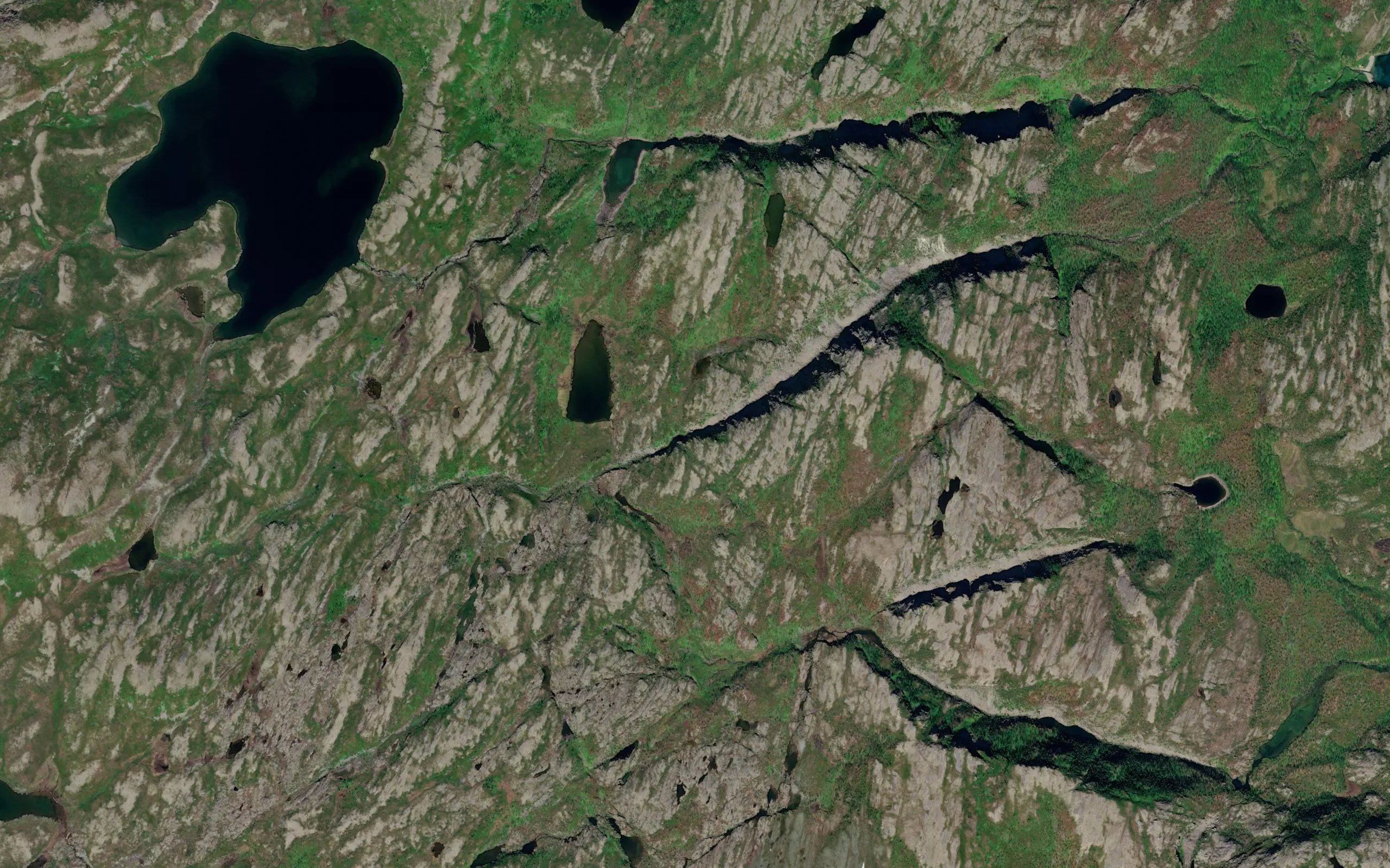 Lukkaluohjakka