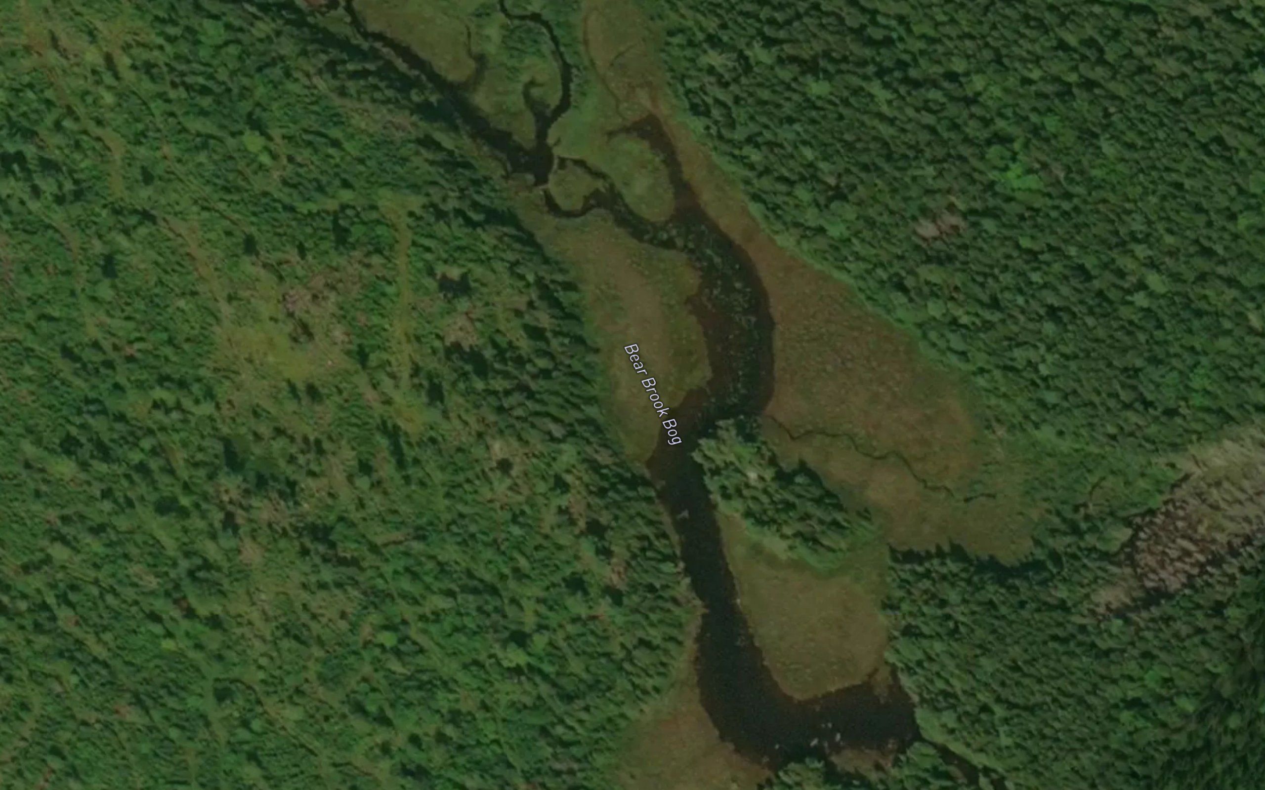 Bear Brook Bog