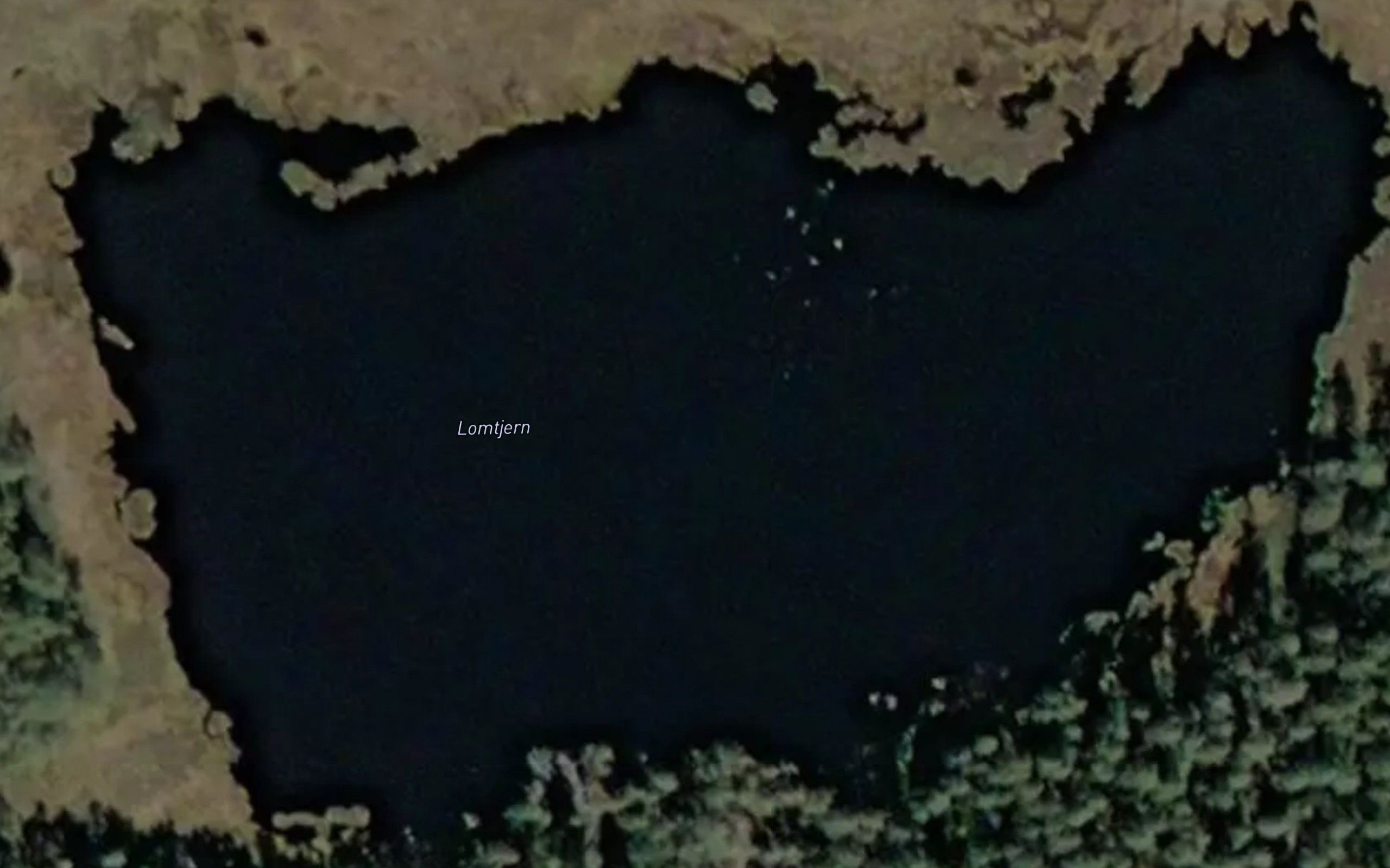 Lomtjern
