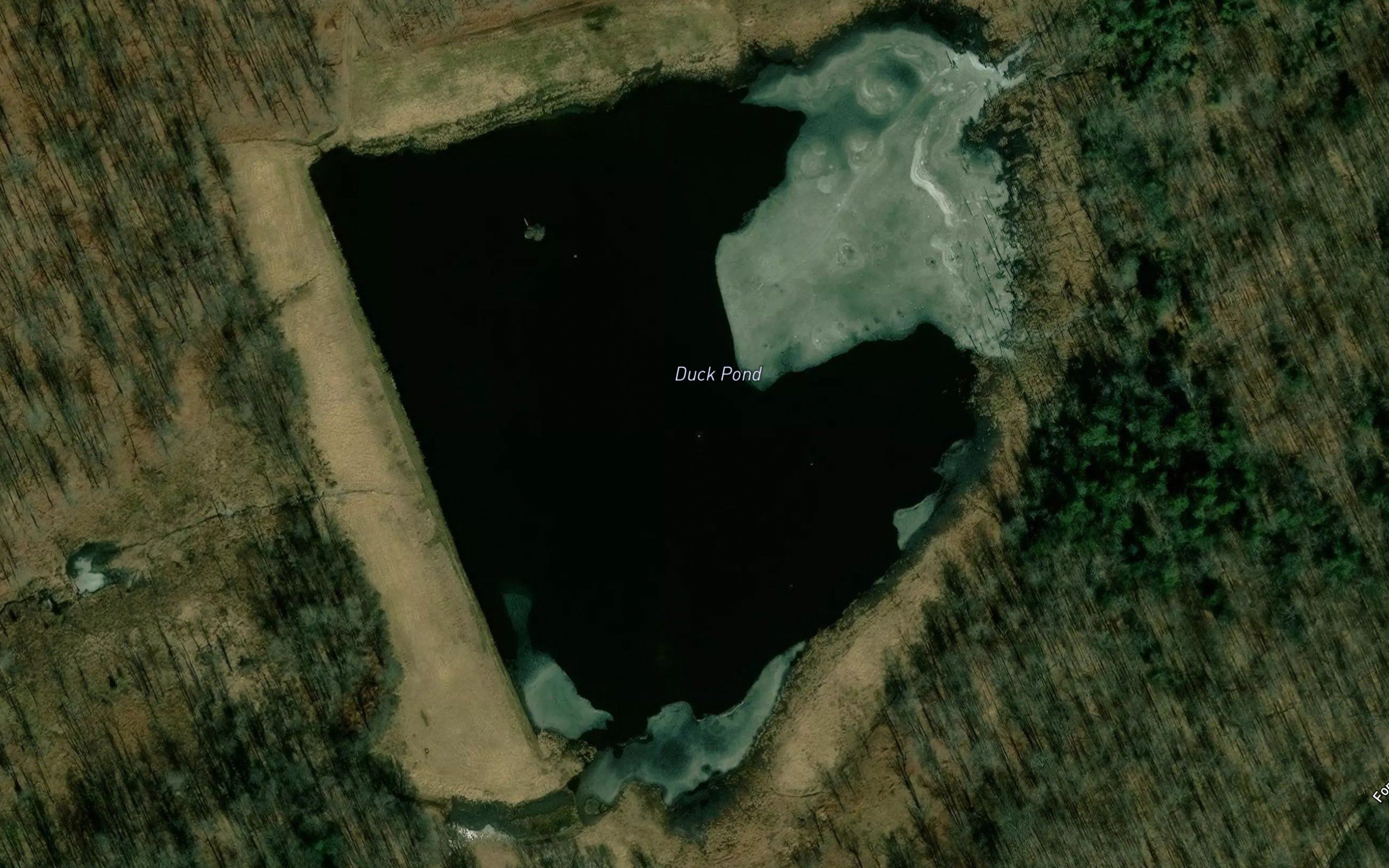 Duck Pond