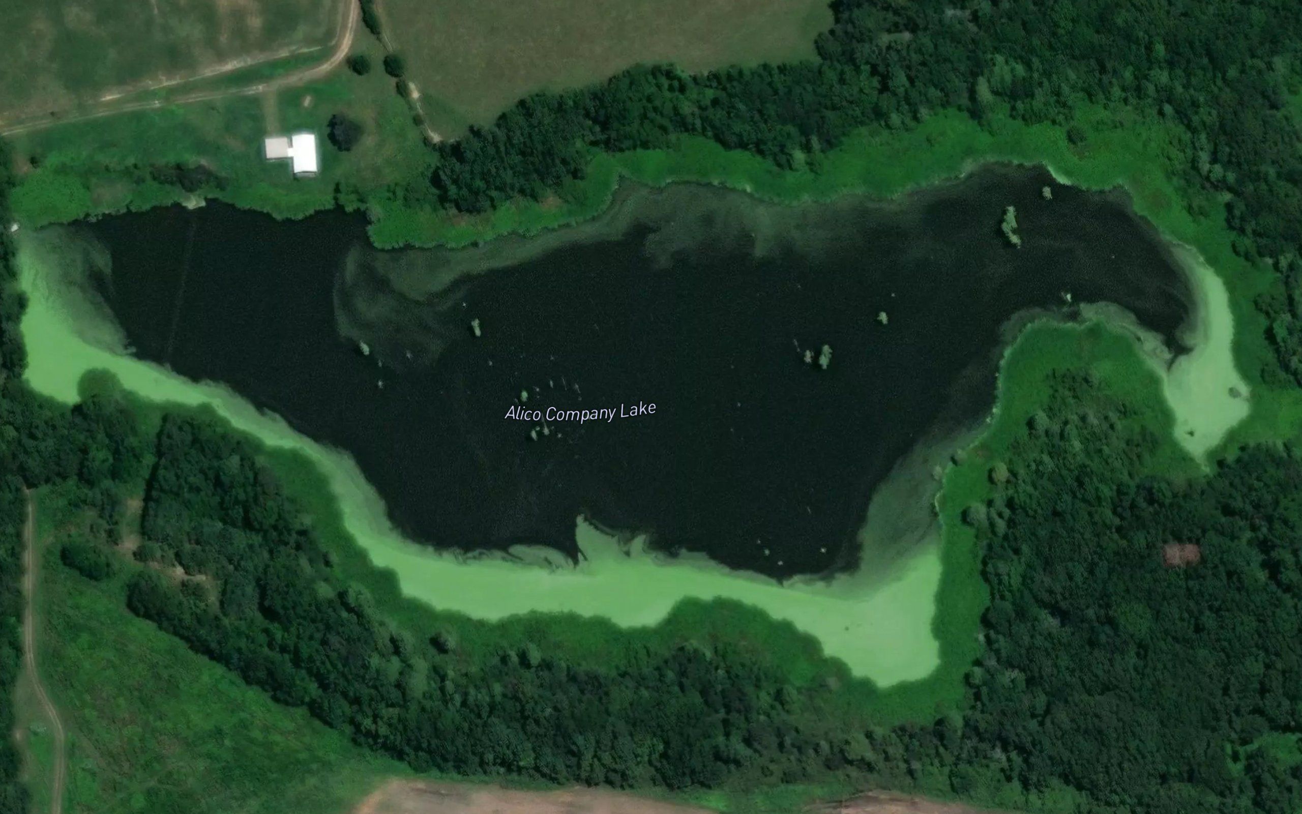Alico Company Lake