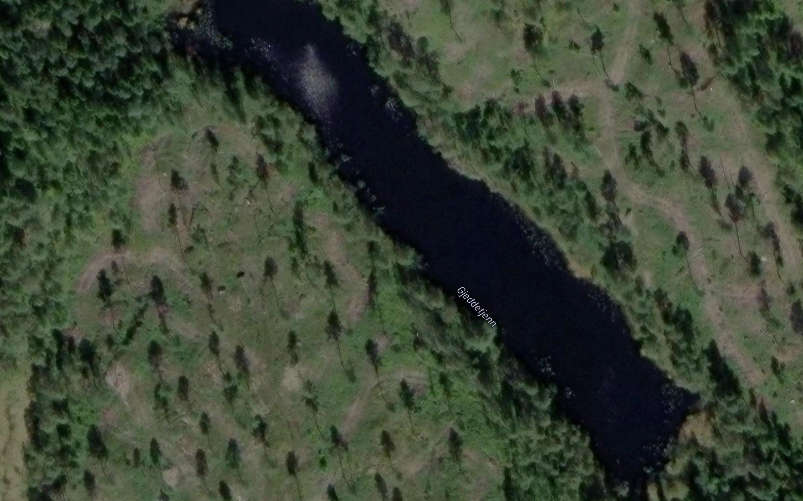 Gjeddetjenn