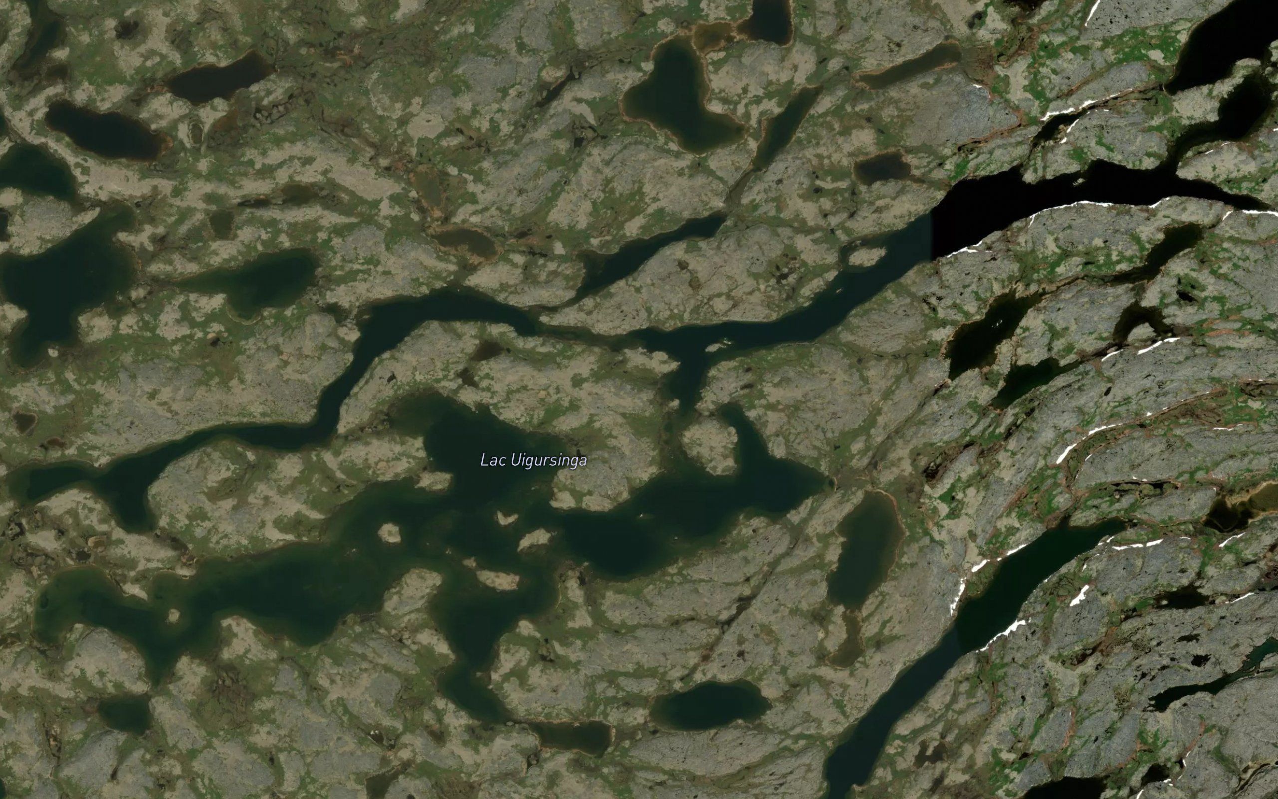 Lac Uigursinga
