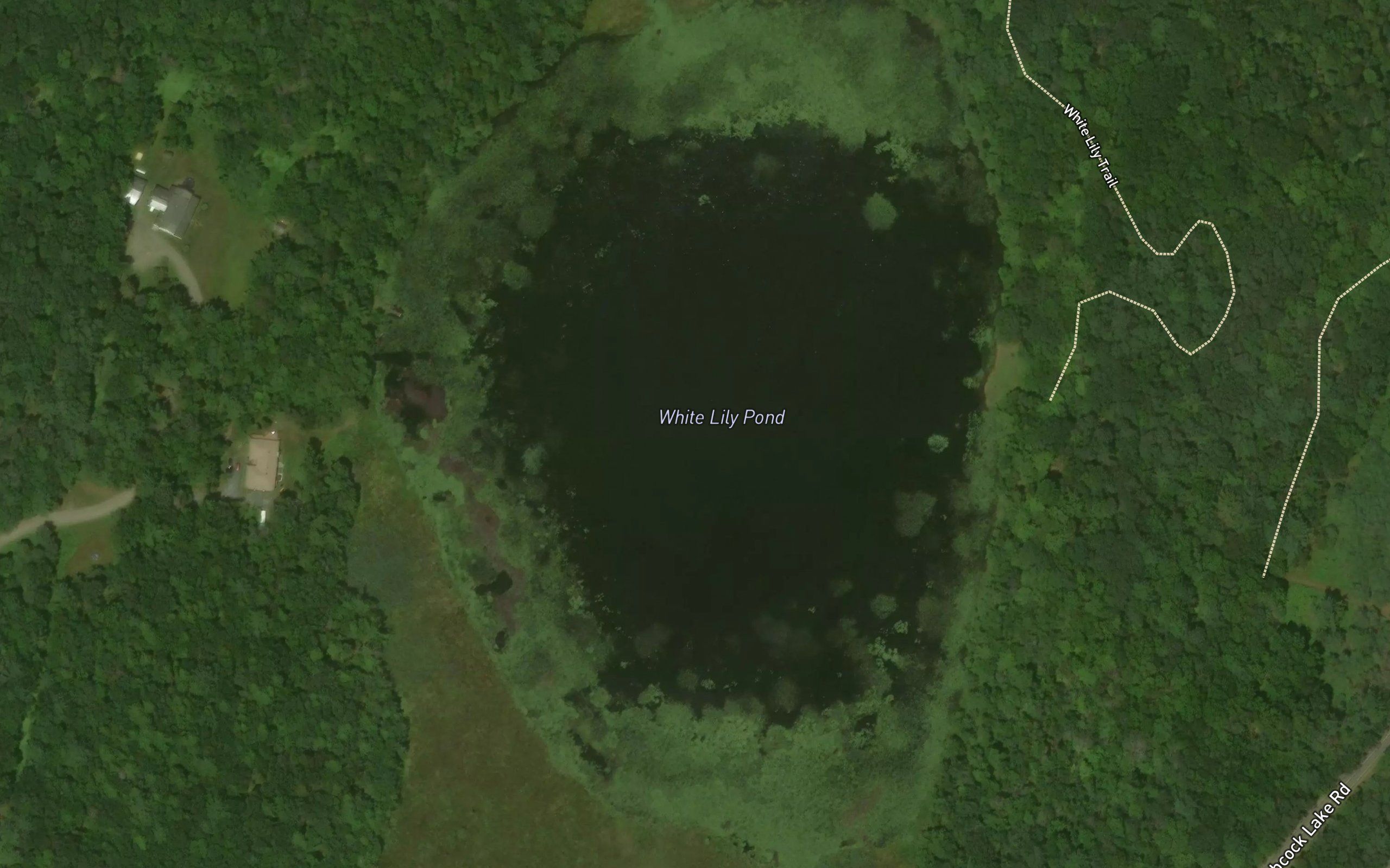 White Lily Pond