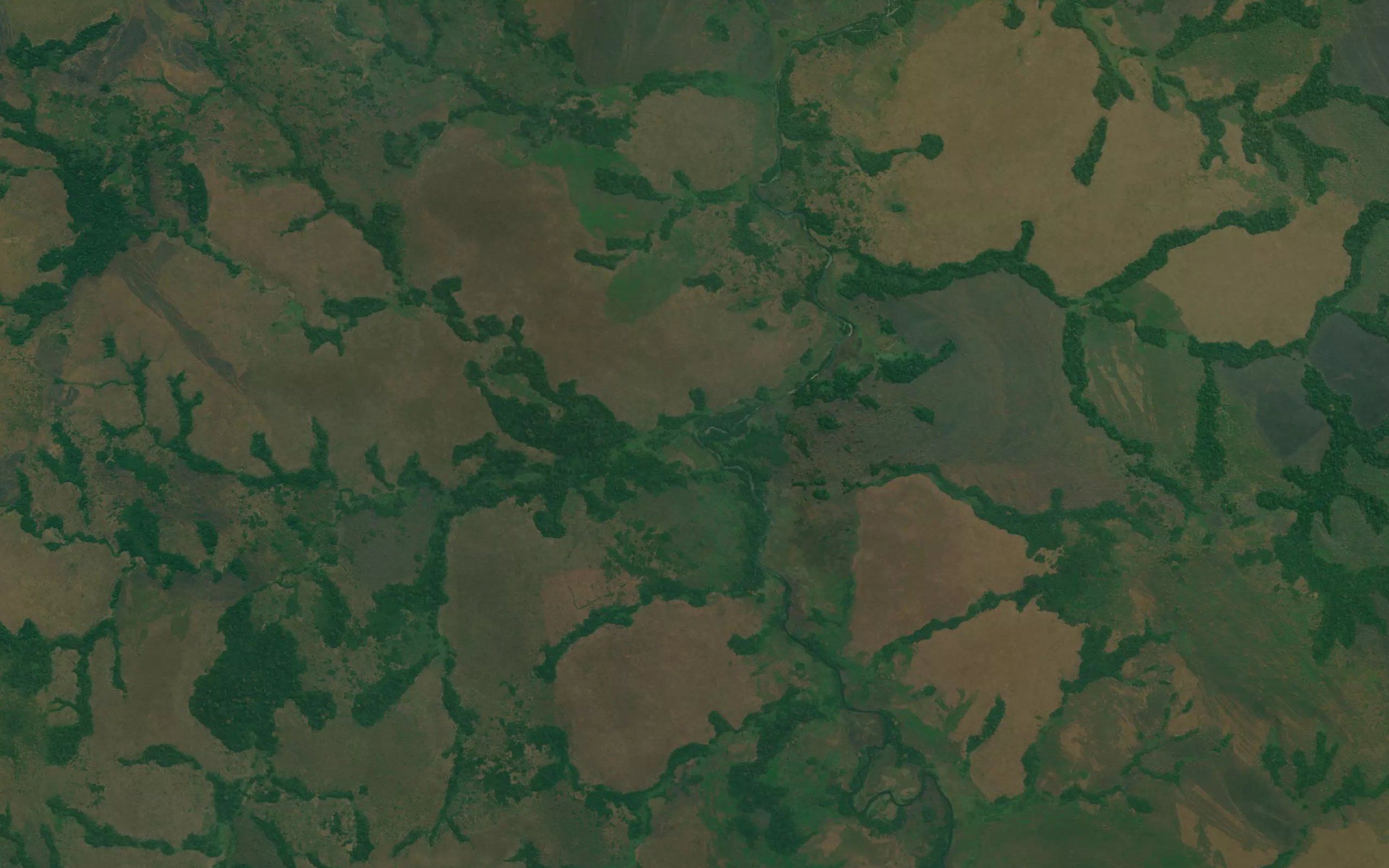 Lavu