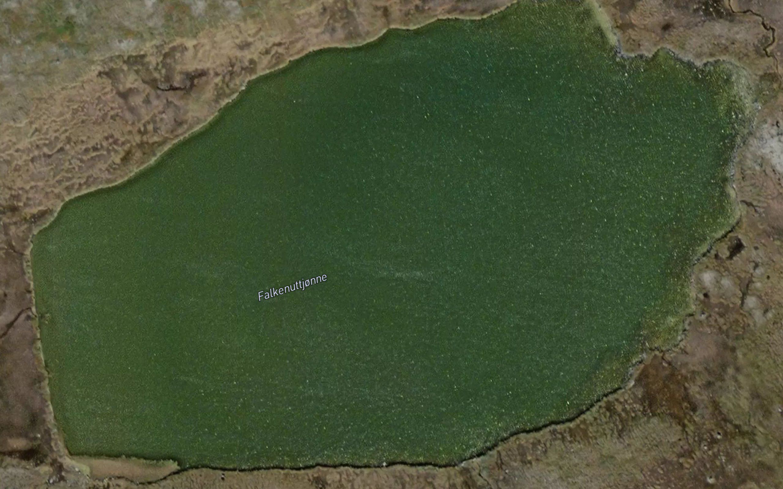 Falkenuttjonne