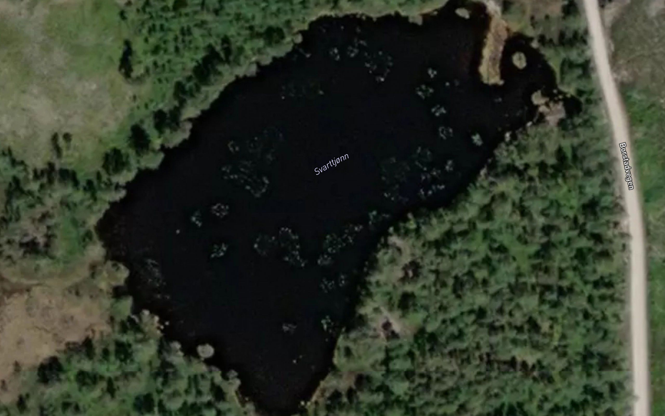 Svarttjorn