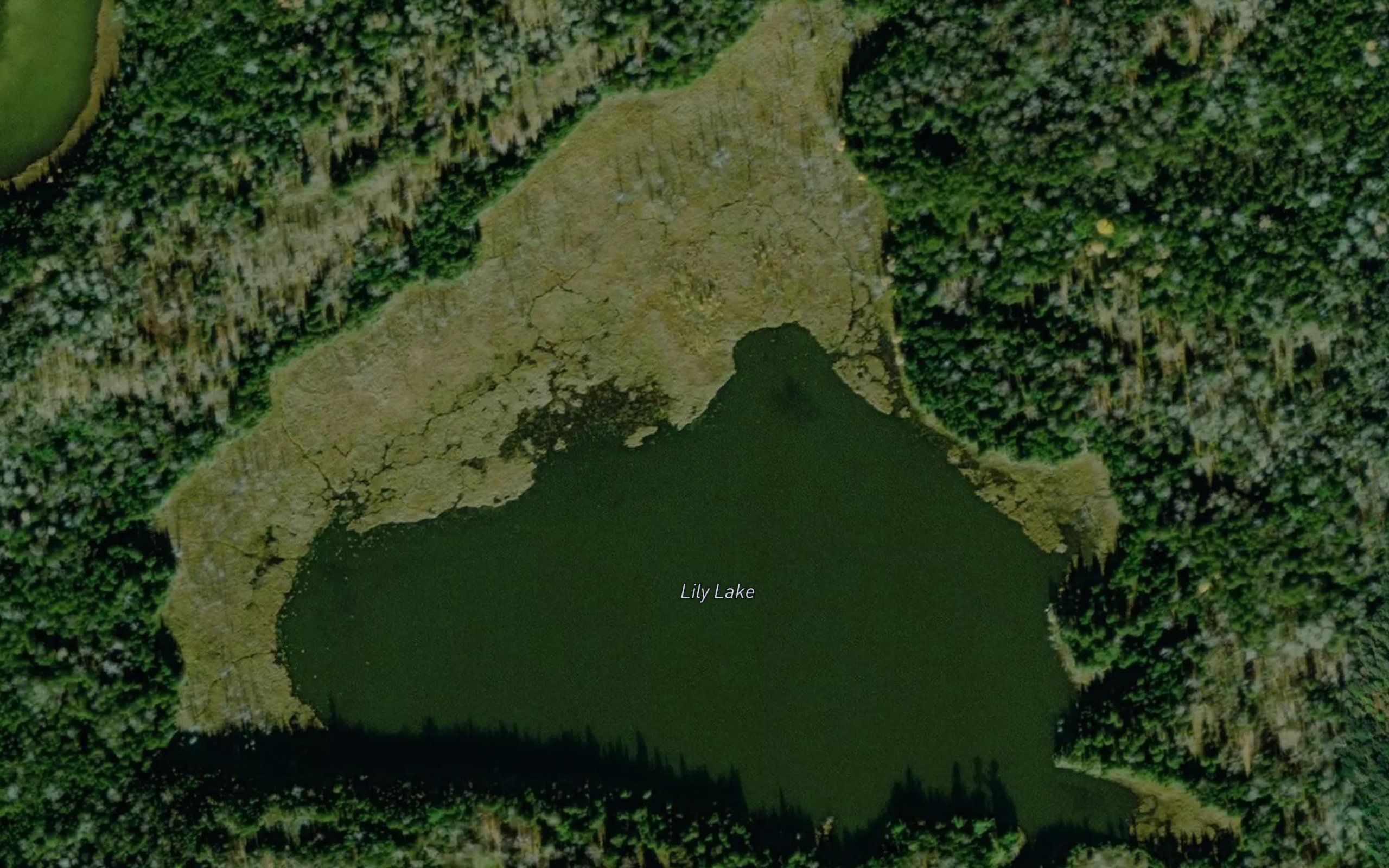Lily Lake