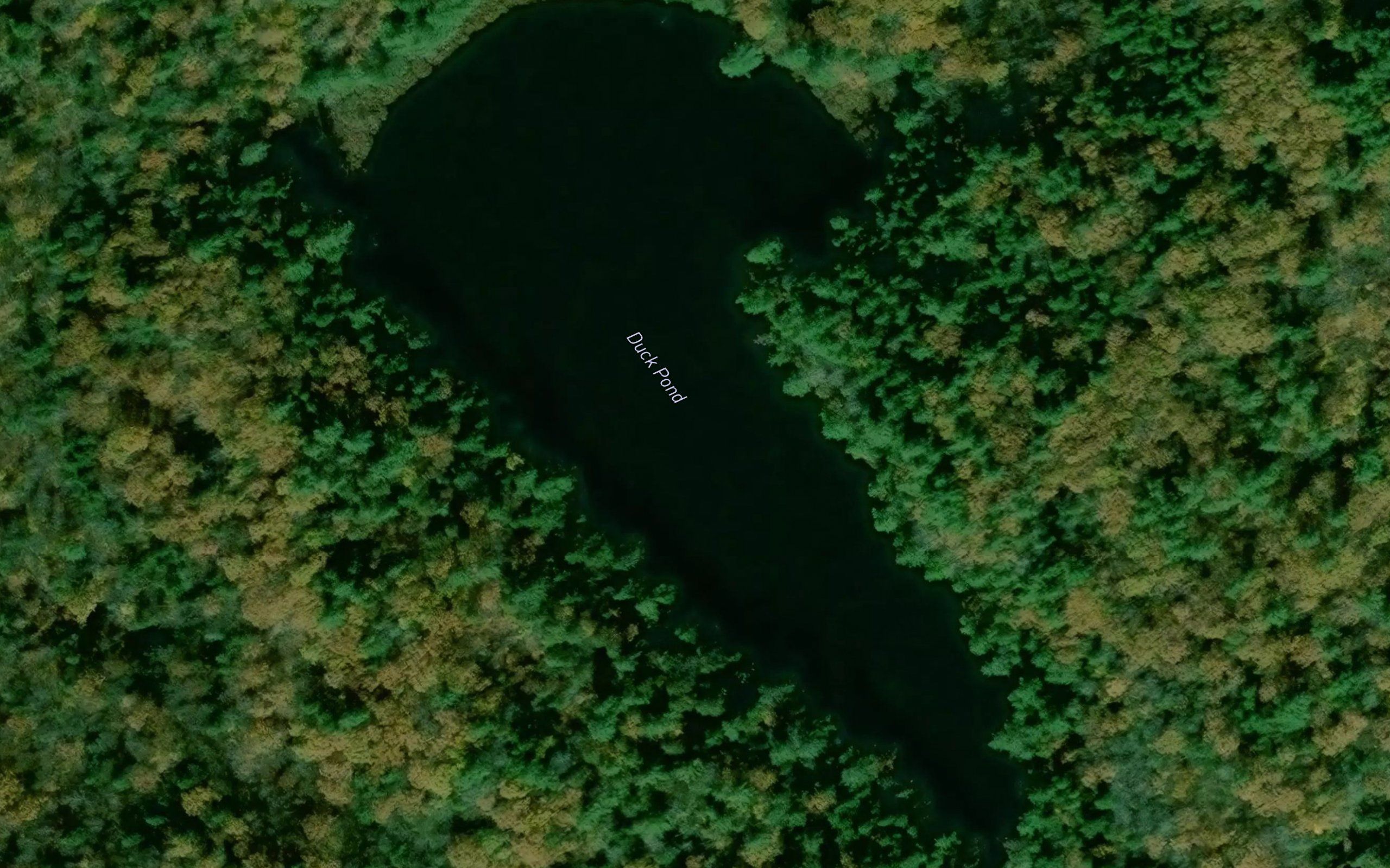 Duck Pond