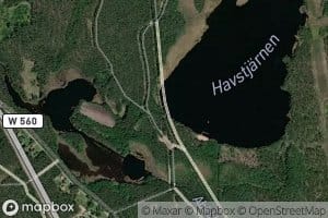 Havstjarn