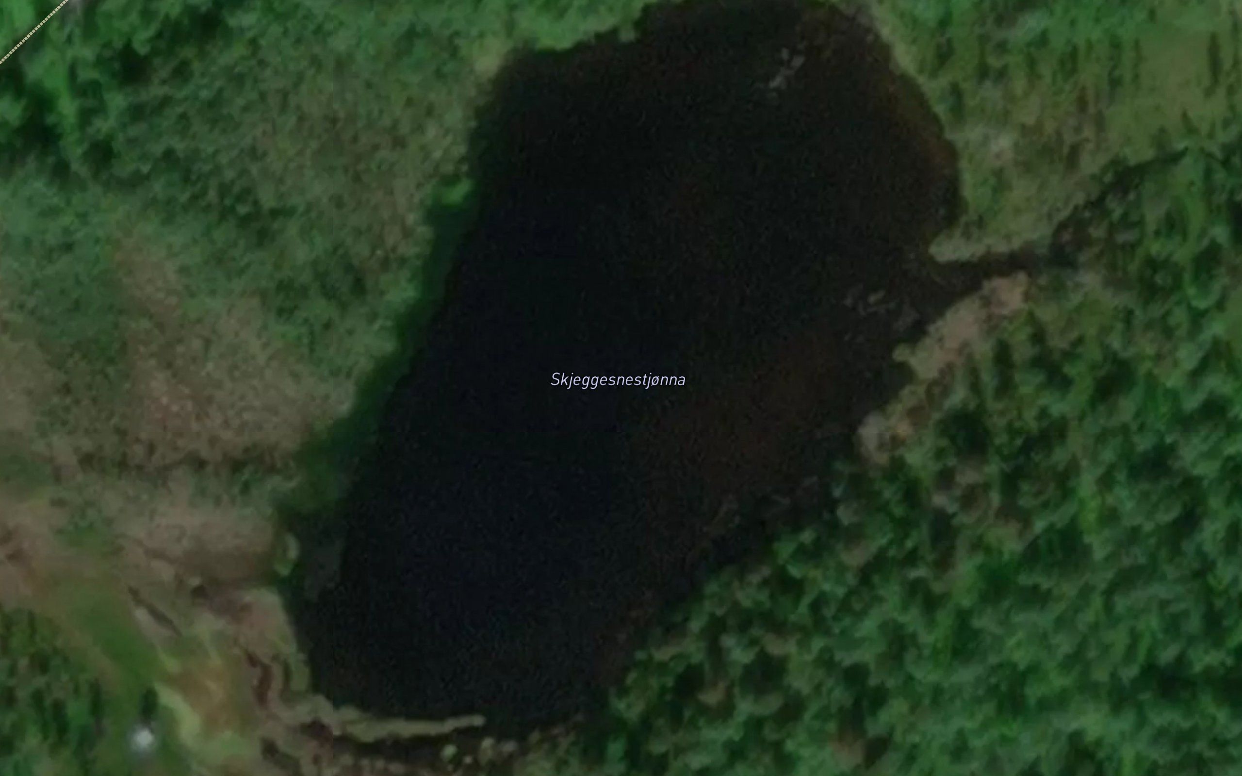 Skjeggesnestjonna