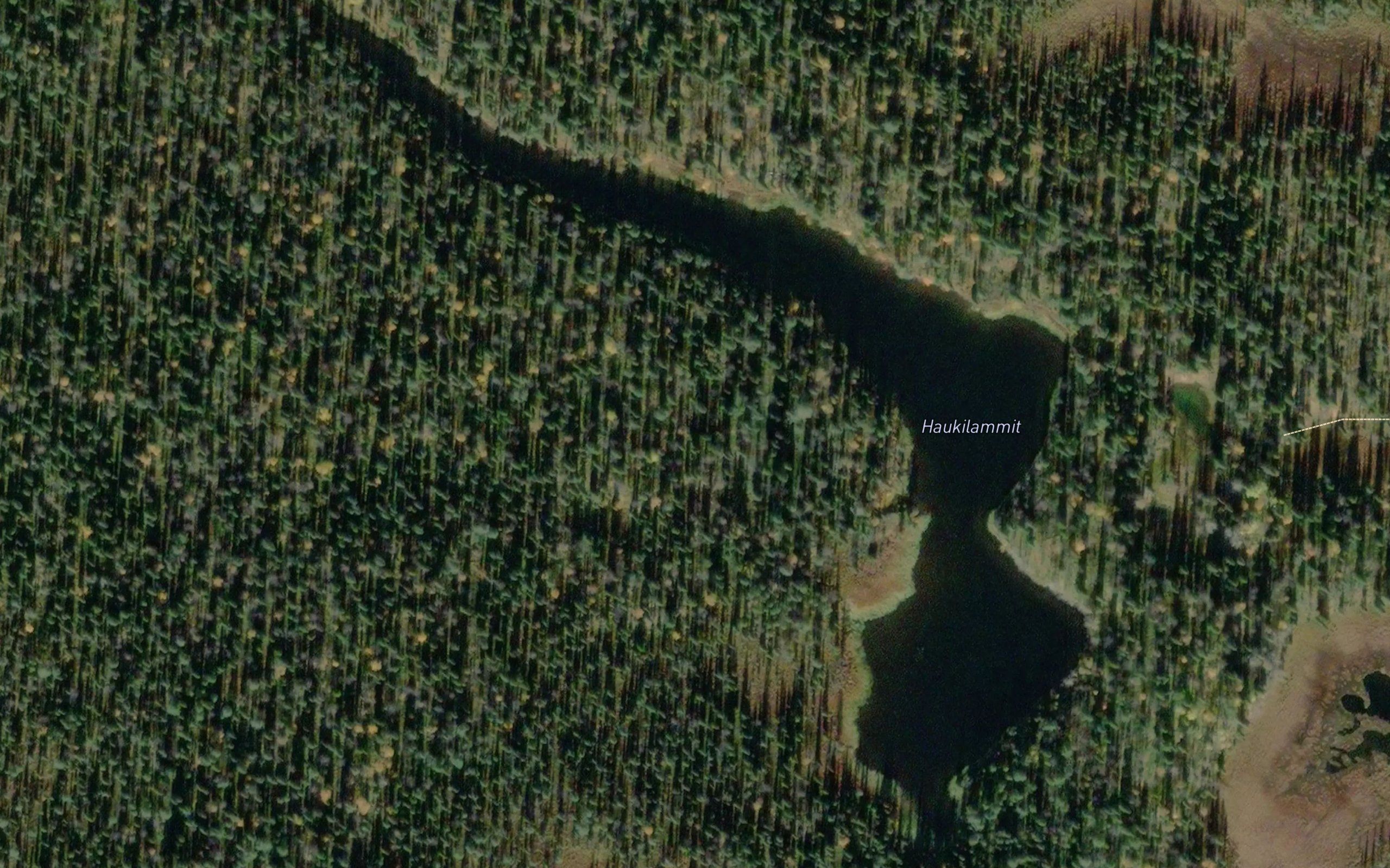 Haukilammit