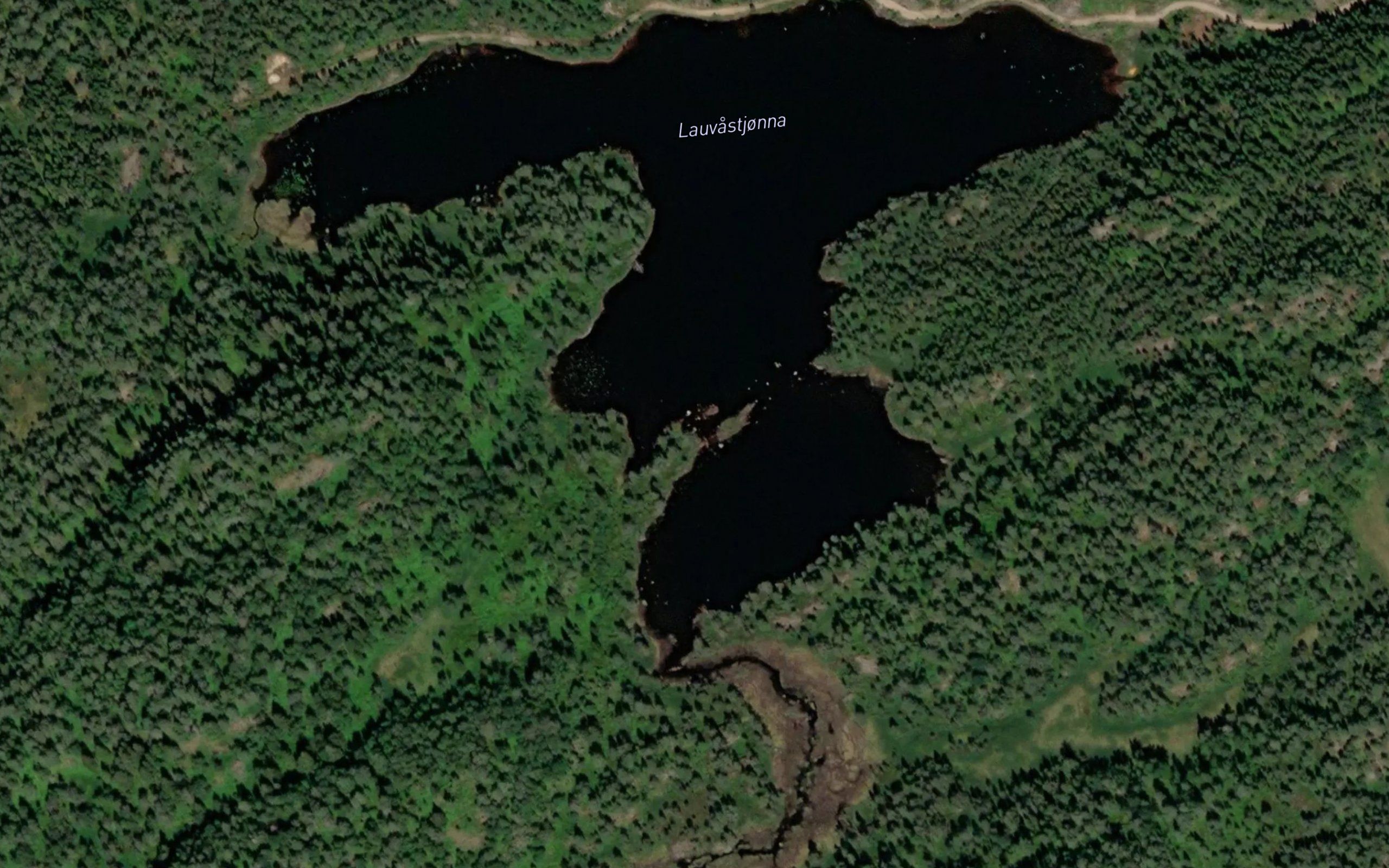 Lauvastjorni