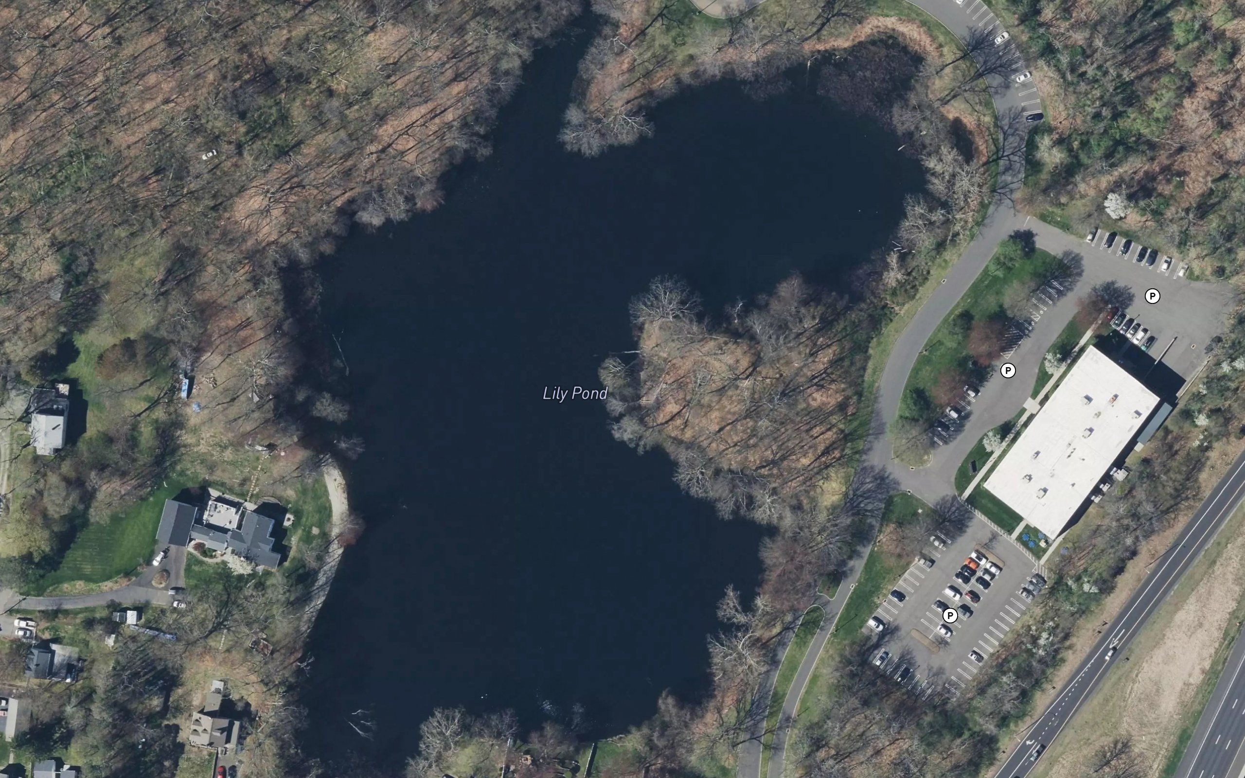 Lily Pond