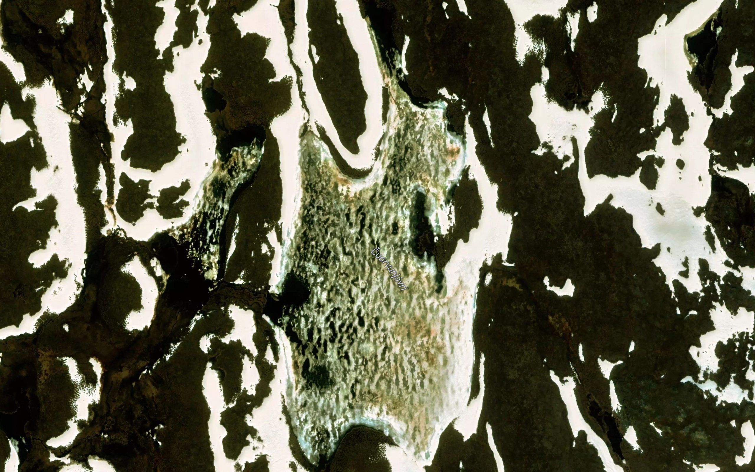 Cuorvonjavri