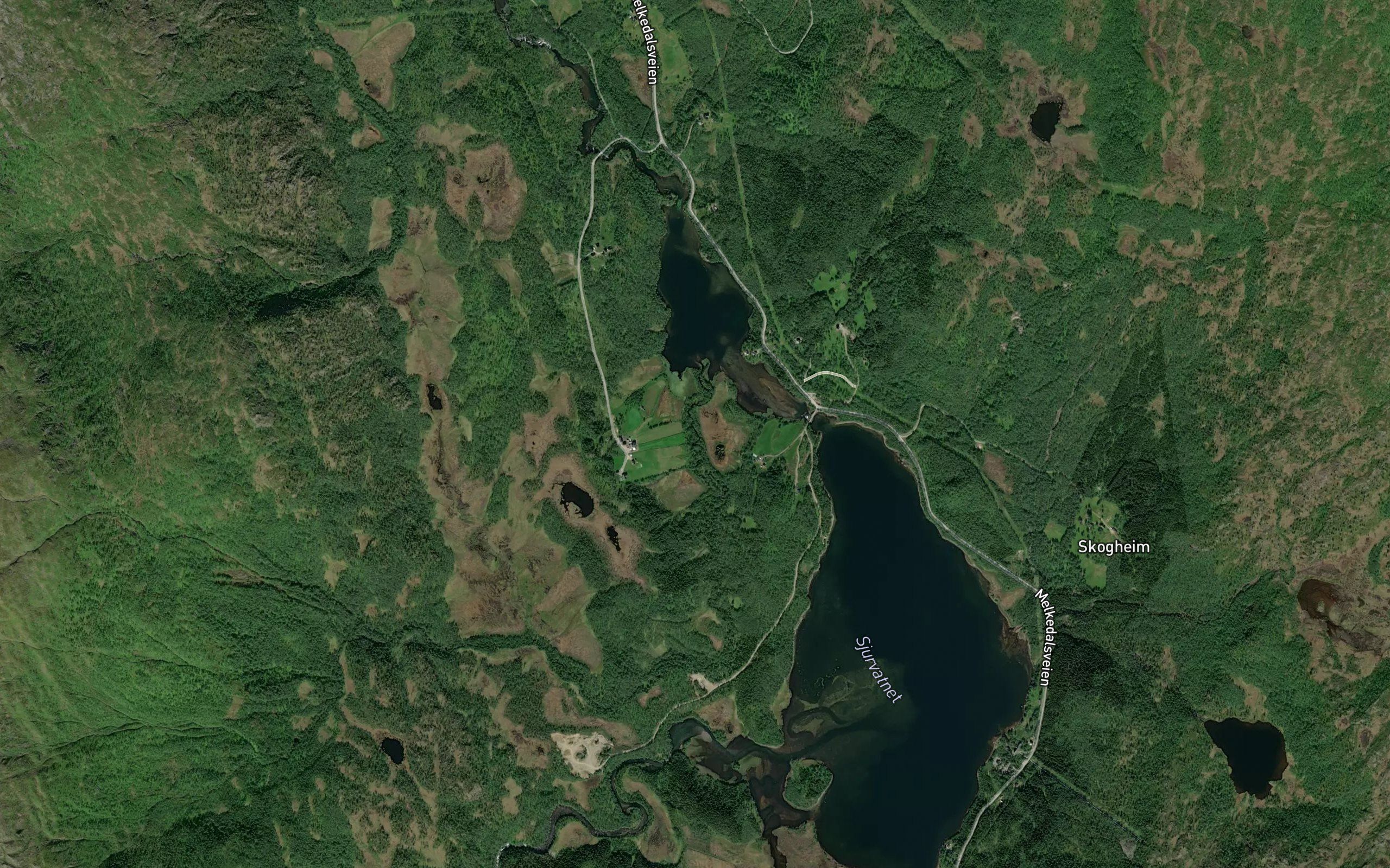 Tomashaugelva