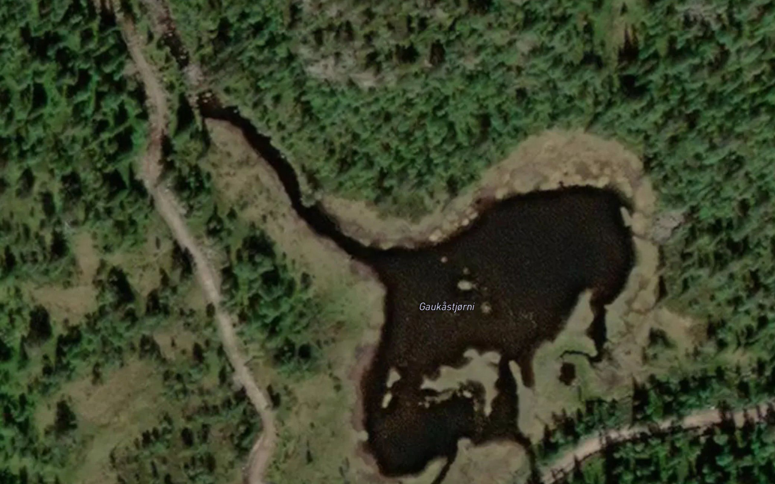 Gaukastjorni