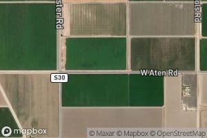 Eucalyptus Lateral Eleven