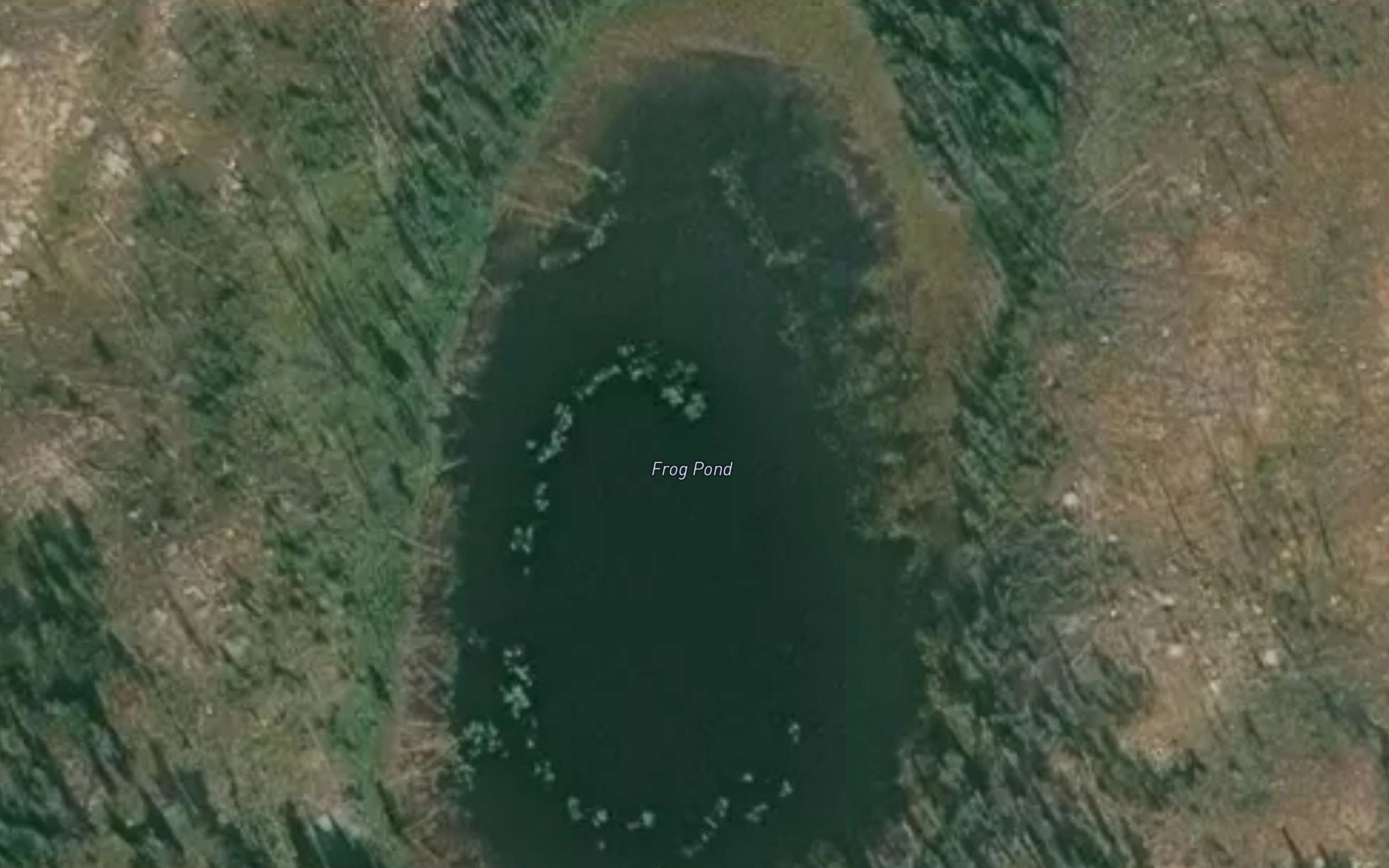 Frog Pond