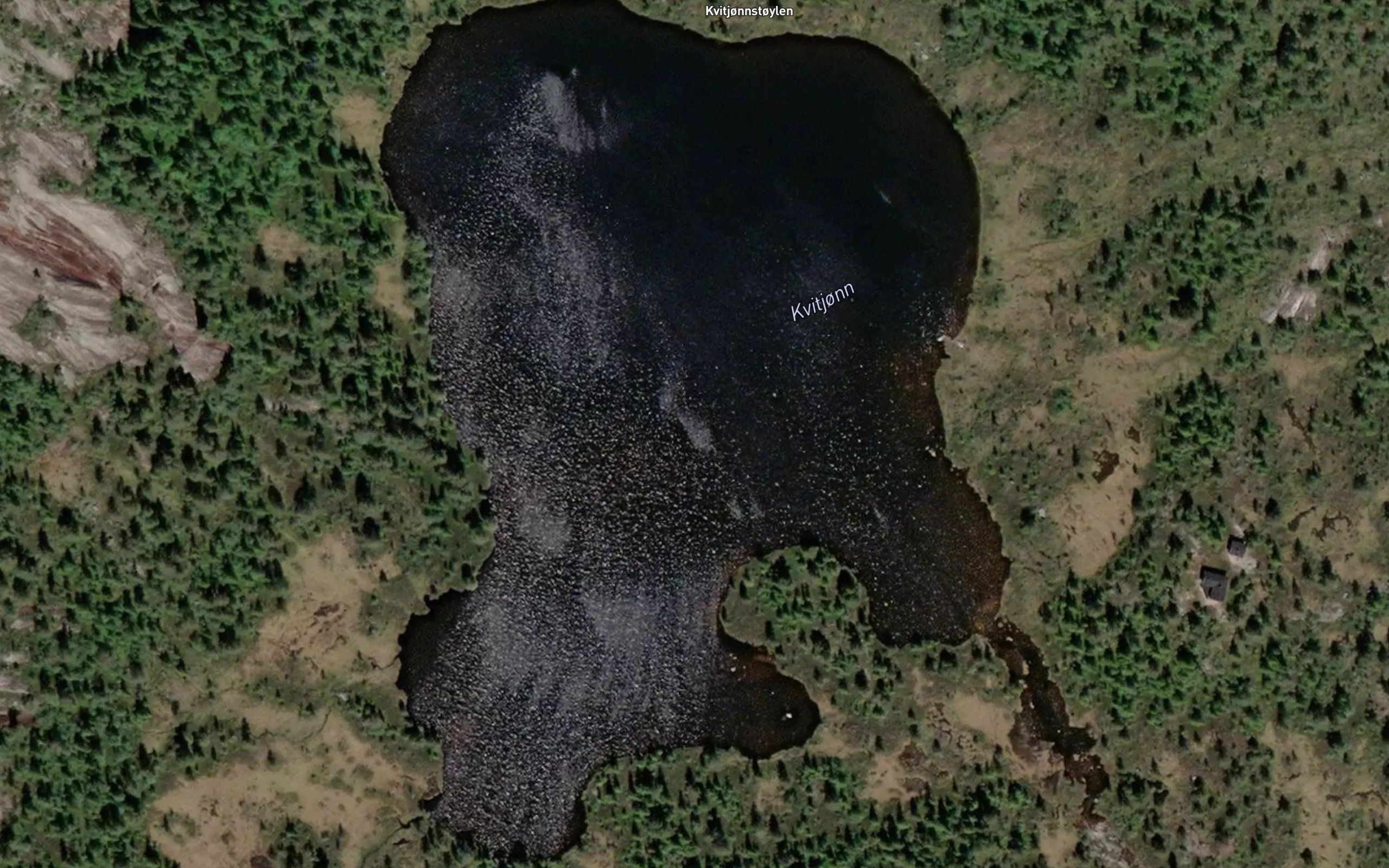Kvitjorni