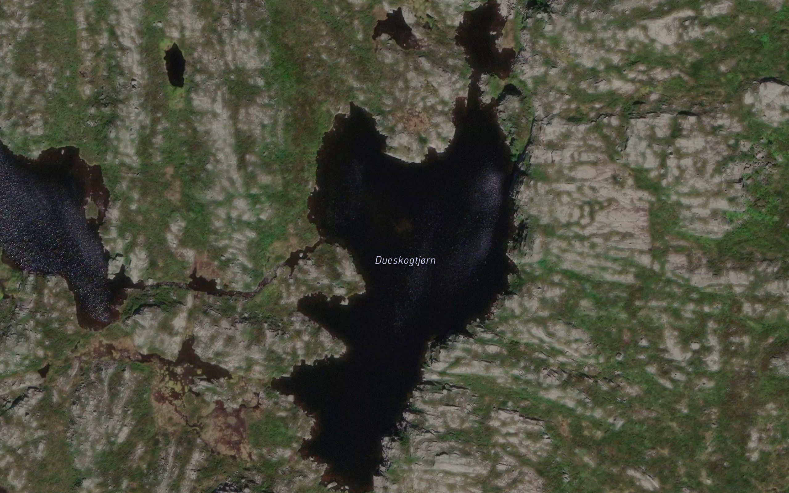 Dueskogtjorn