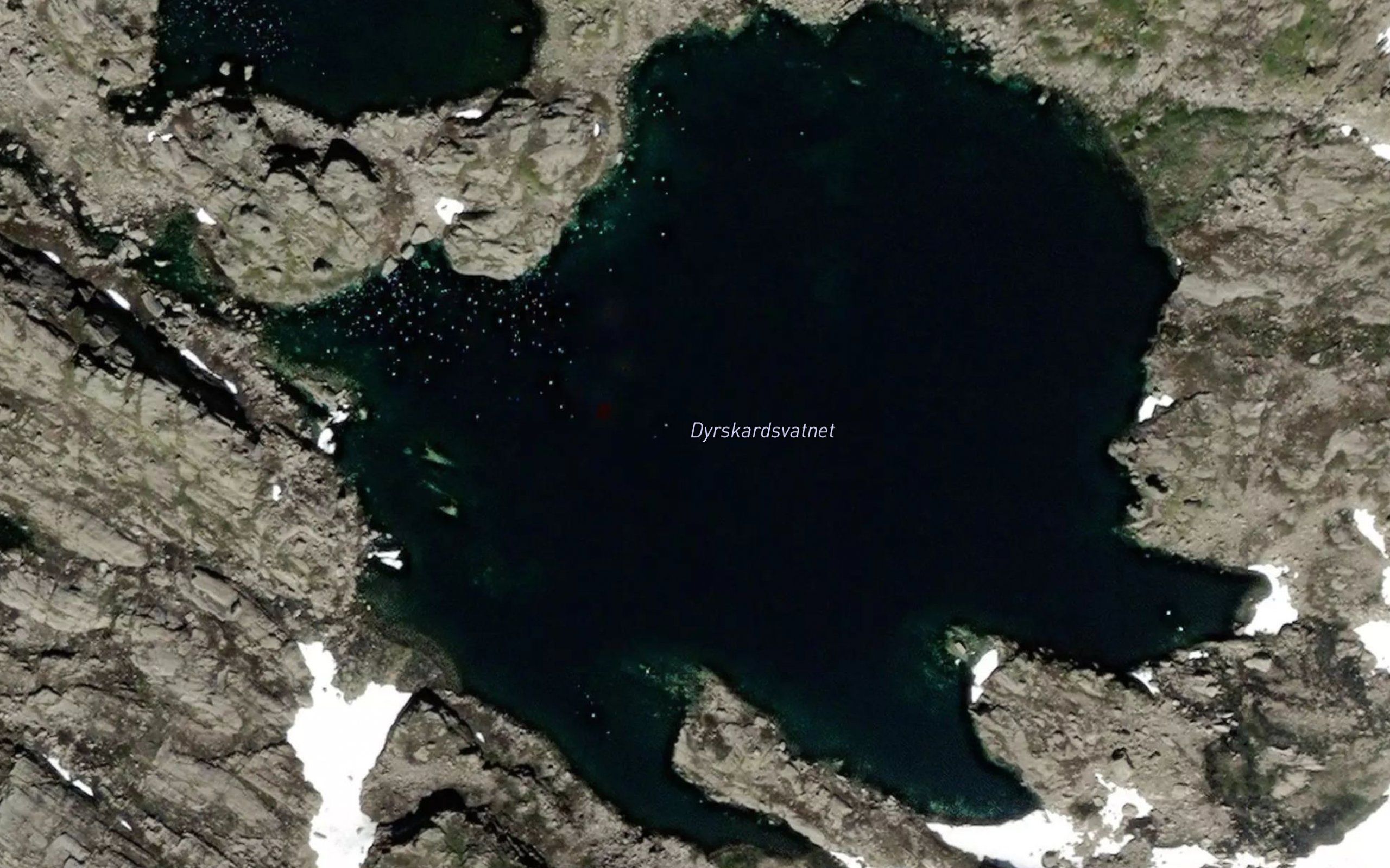 Dyrskartjorn