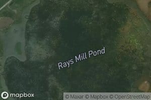 Rays Millpond