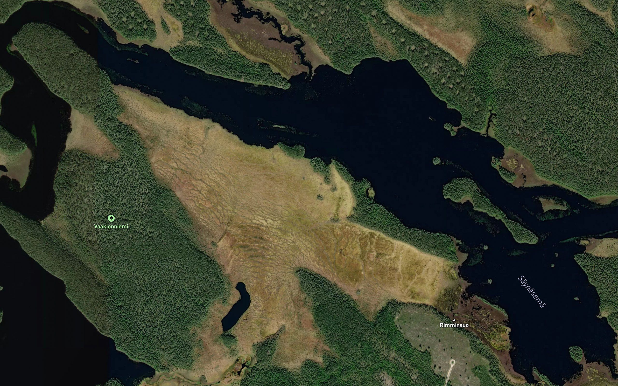 Saynasema