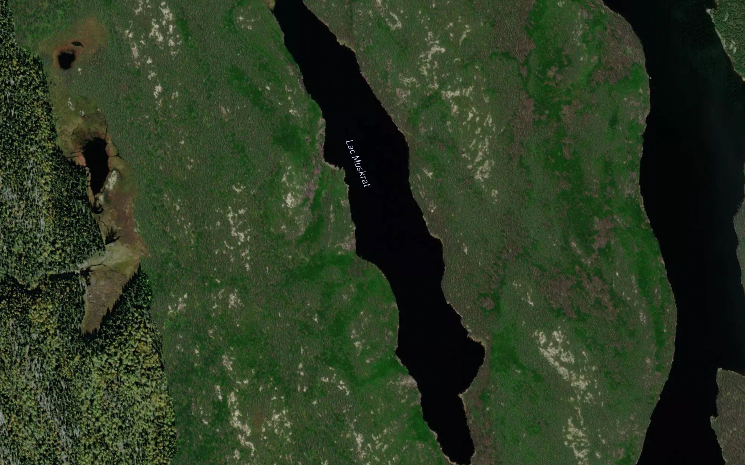 Lac Muskrat