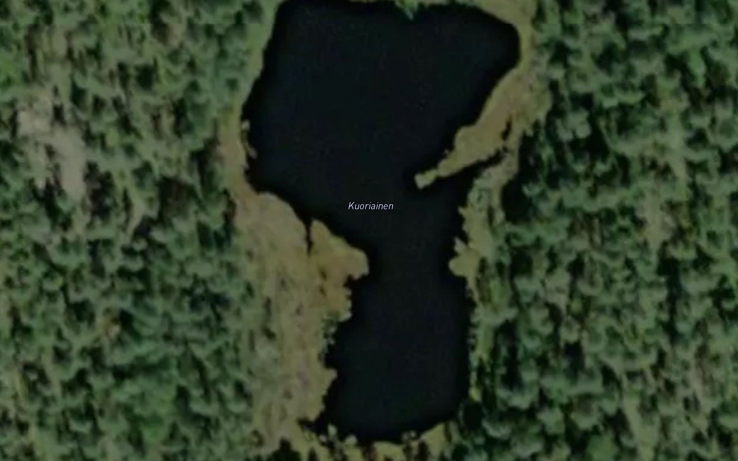 Kuoriainen