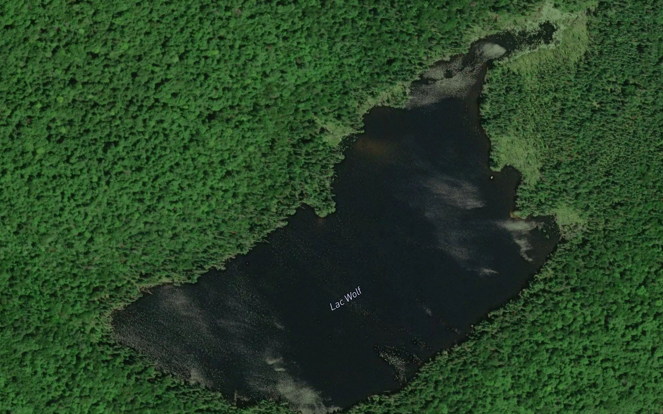Lac Wolf
