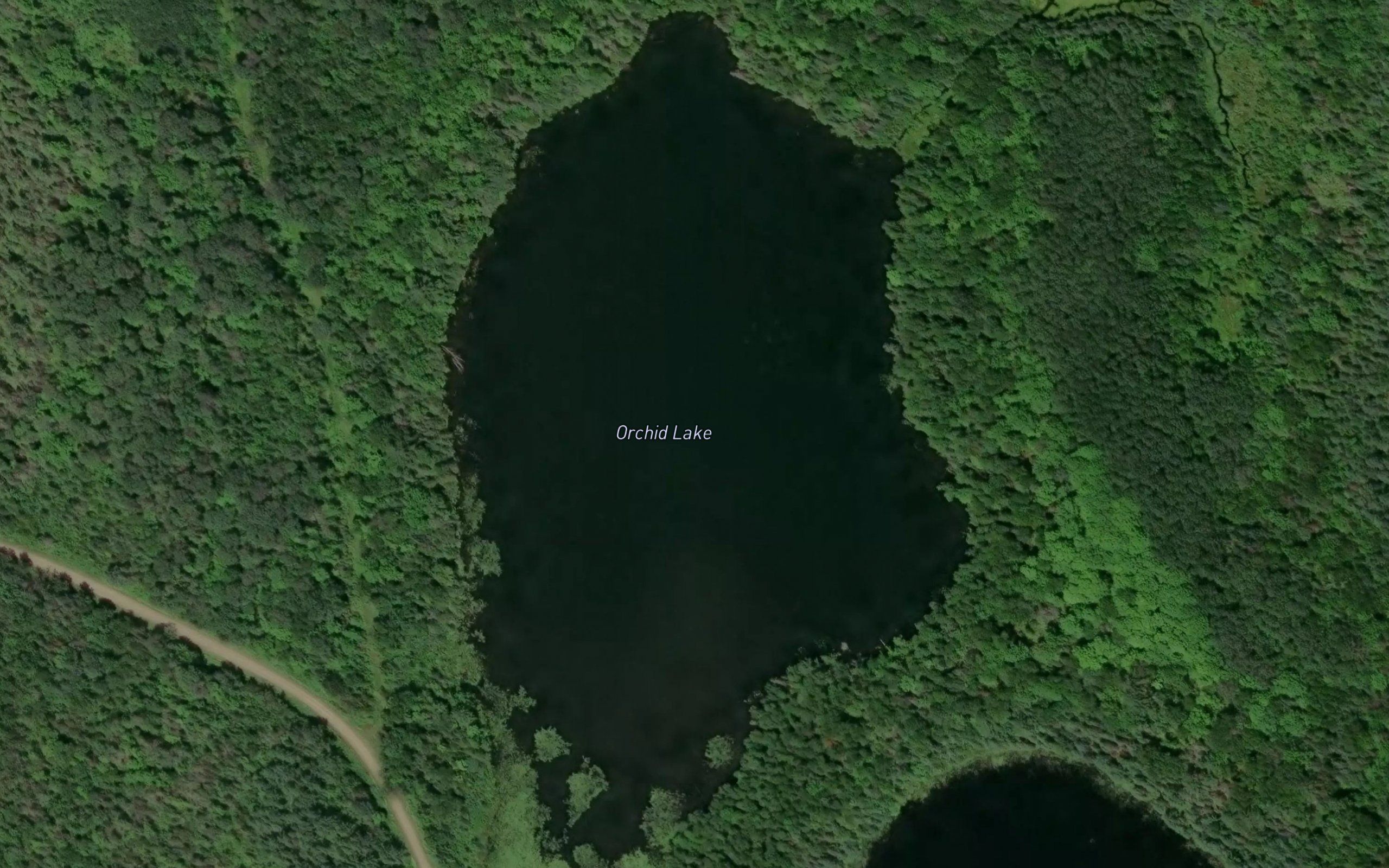 Orchid Lake