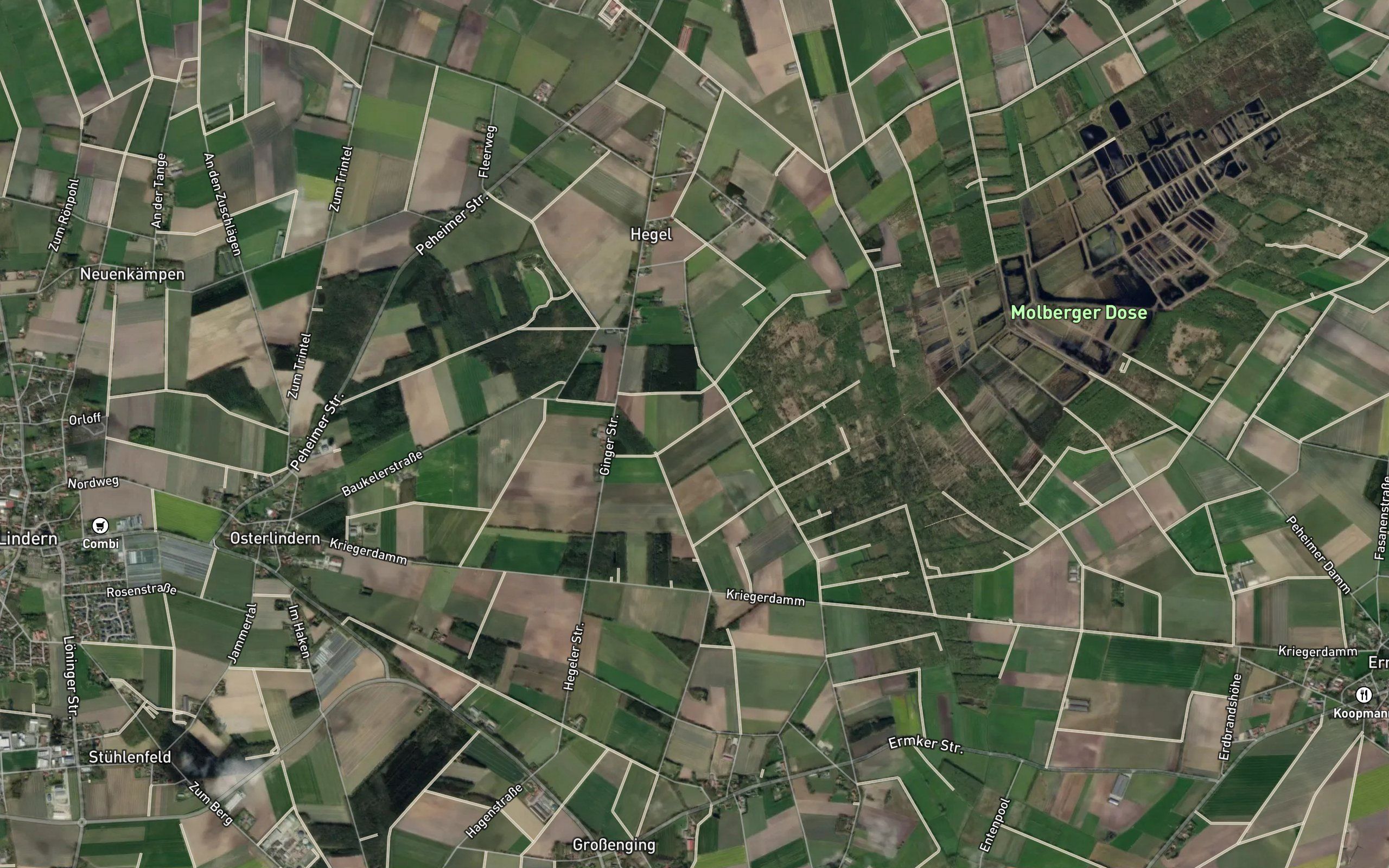 Dummmeer