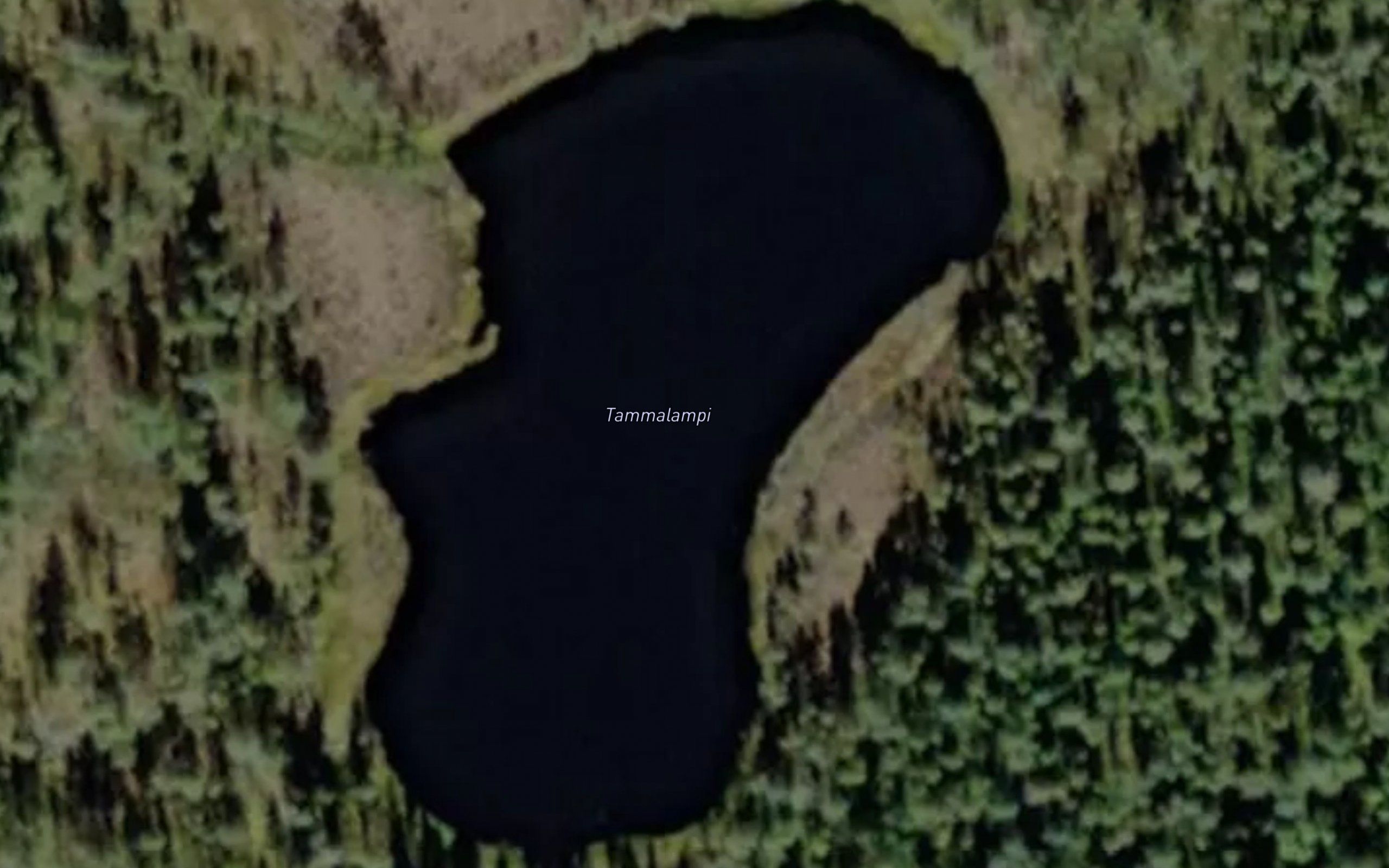 Tammalampi