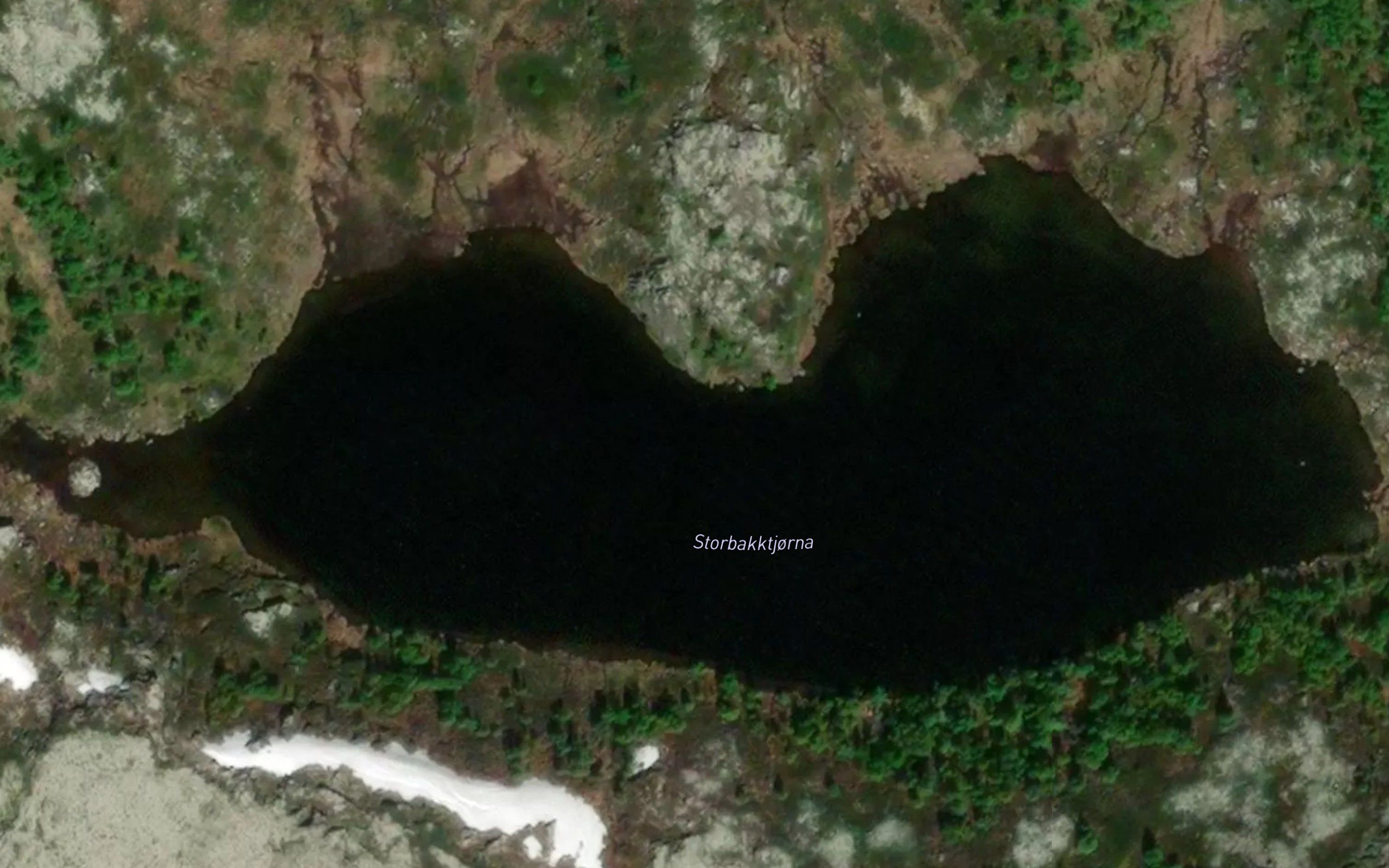 Storbakktjorna