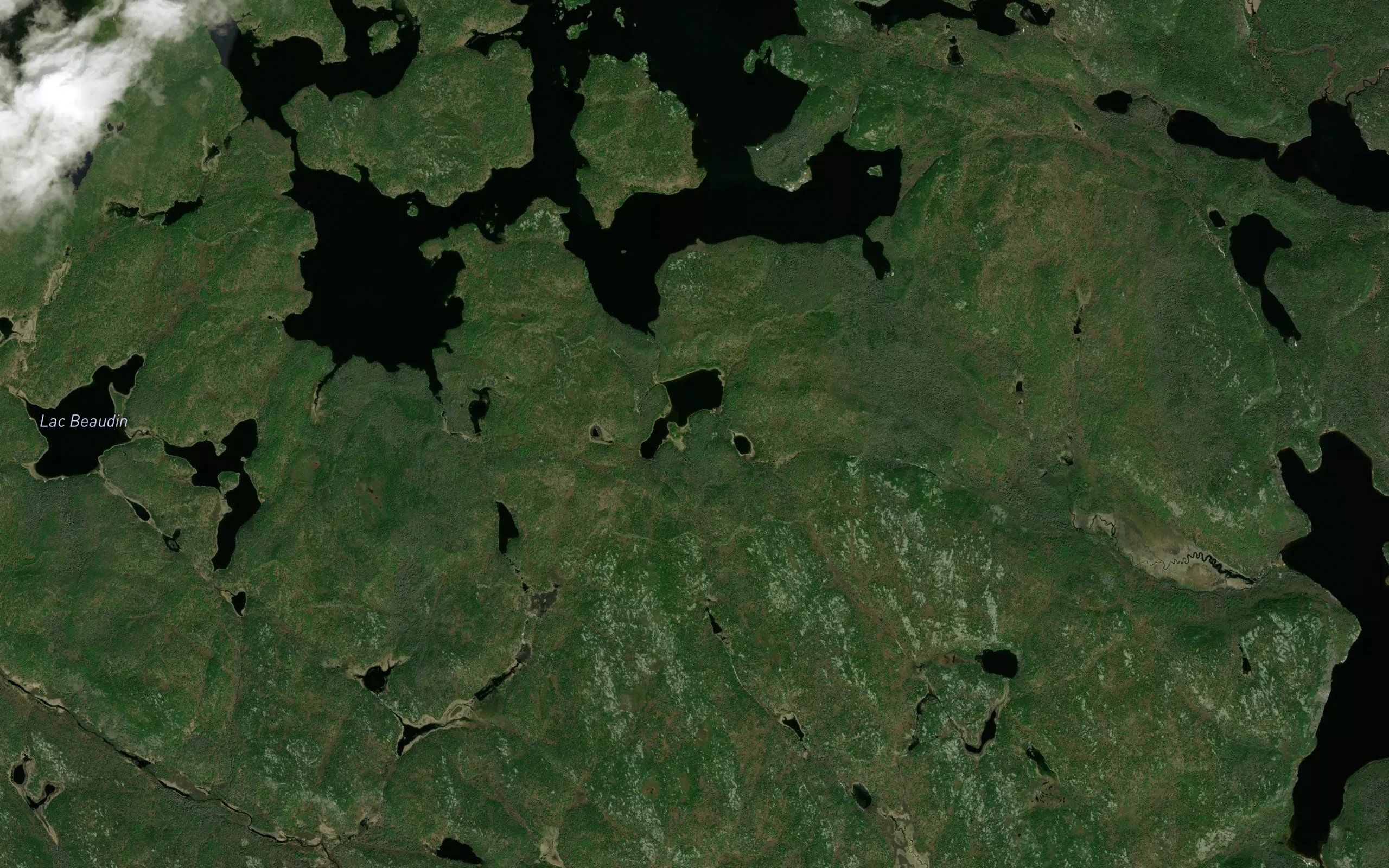 Lac Wood